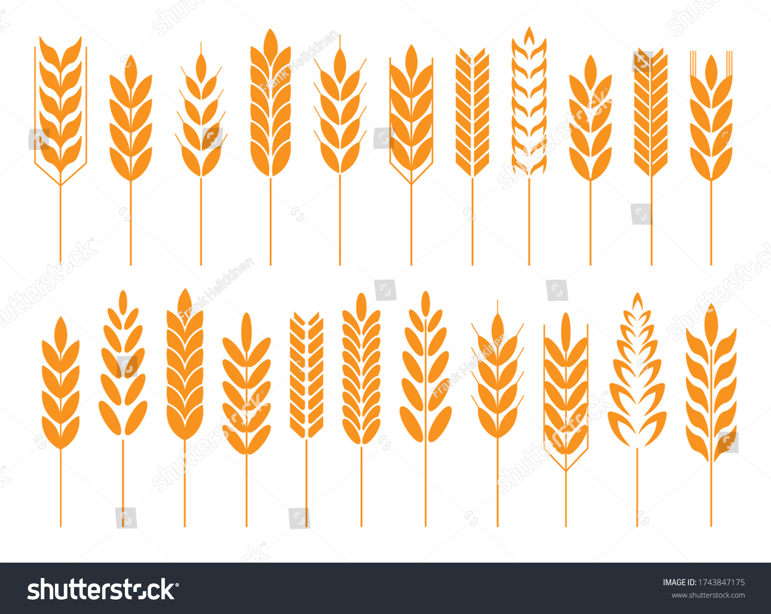 Cereal Grain Spikes Icon Shape Set Stock Vector (Royalty Free ...