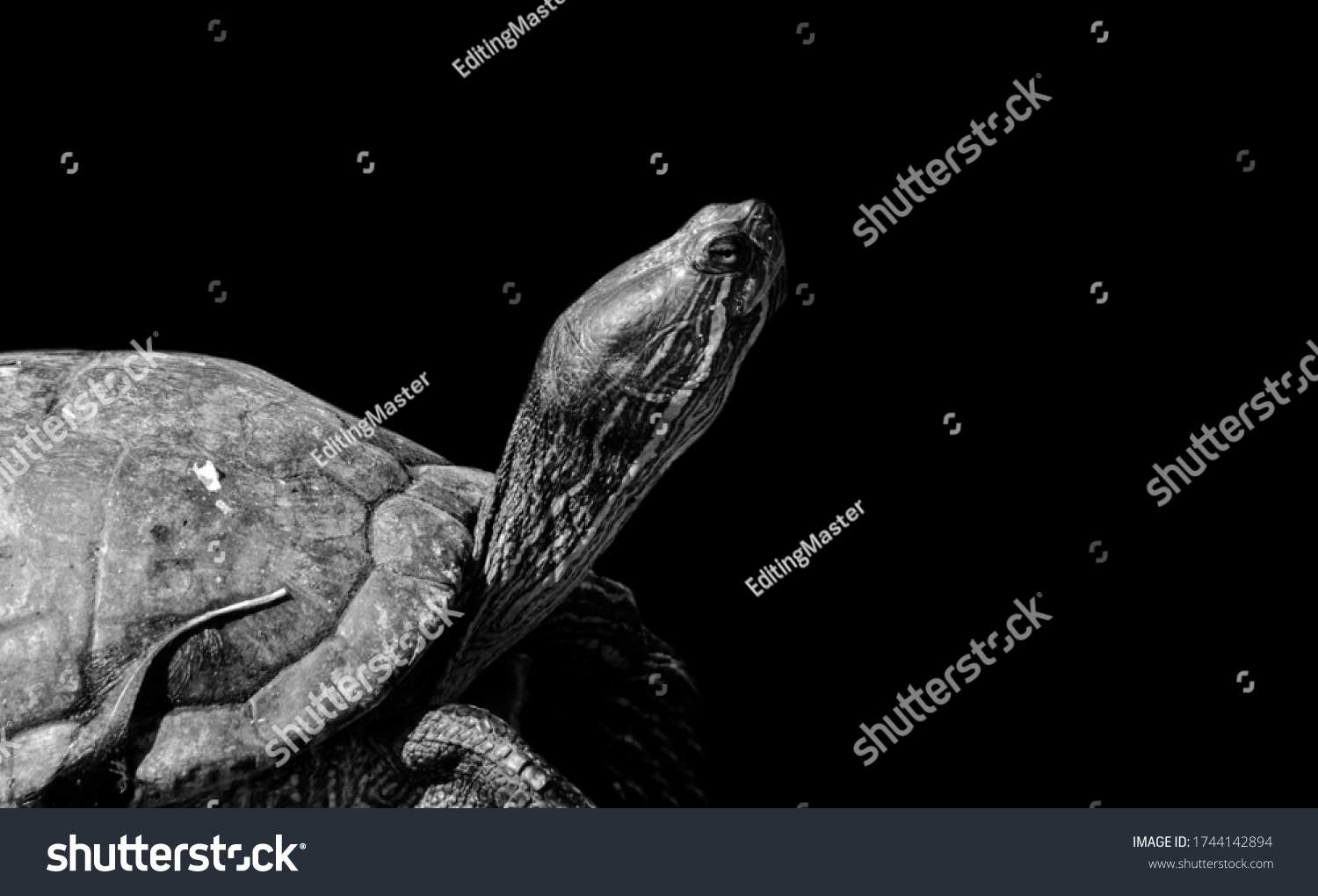 29,379 Turtle On Black Background Images, Stock Photos & Vectors ...