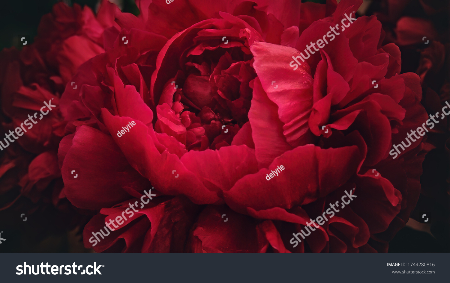 154 353 Red Peony Flower Images Stock Photos Vectors Shutterstock 154 353 Red Peony Flower Images Stock Photos Vectors Shutterstock