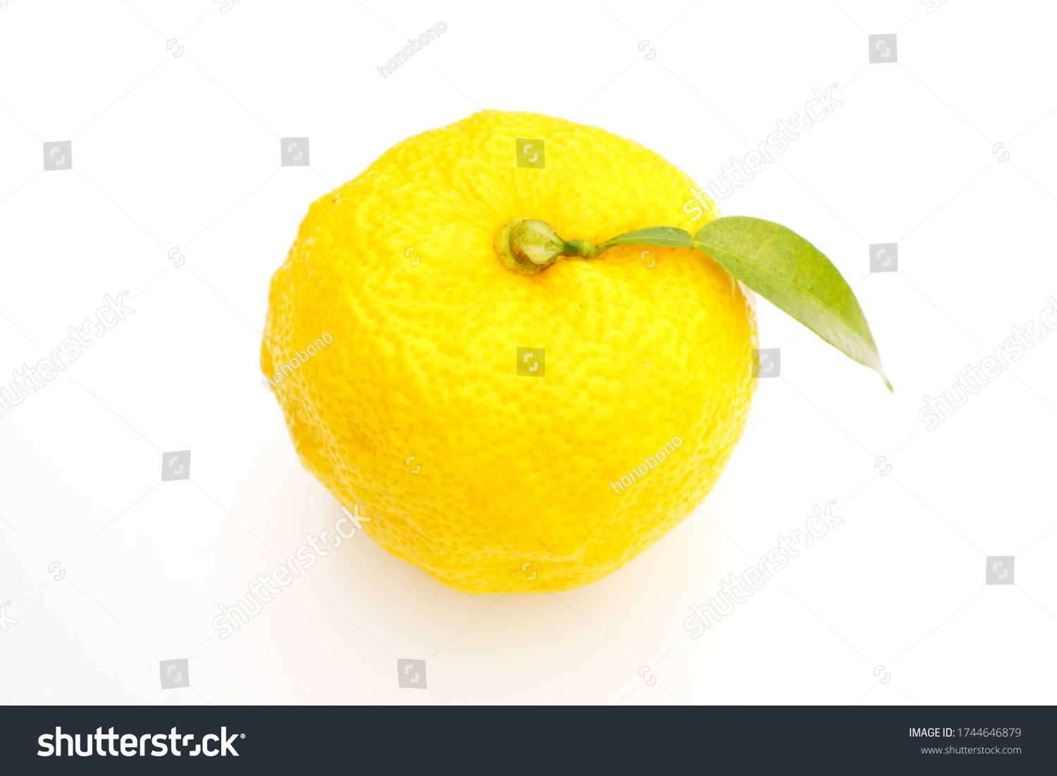 Shooting Japanese Yuzu White Background Stock Photo 1744646879 ...