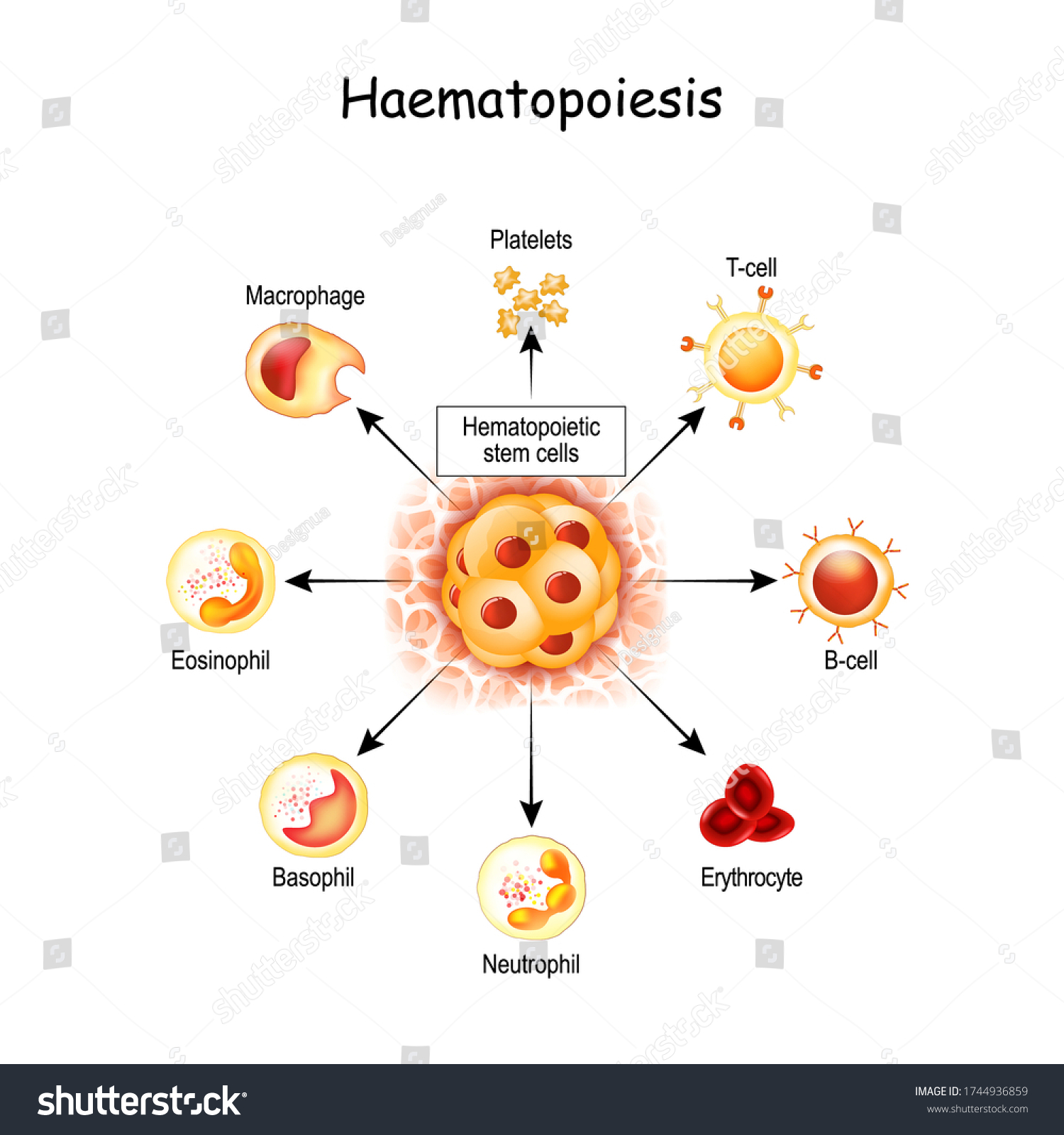 bone marrow hematopoietic stem cells