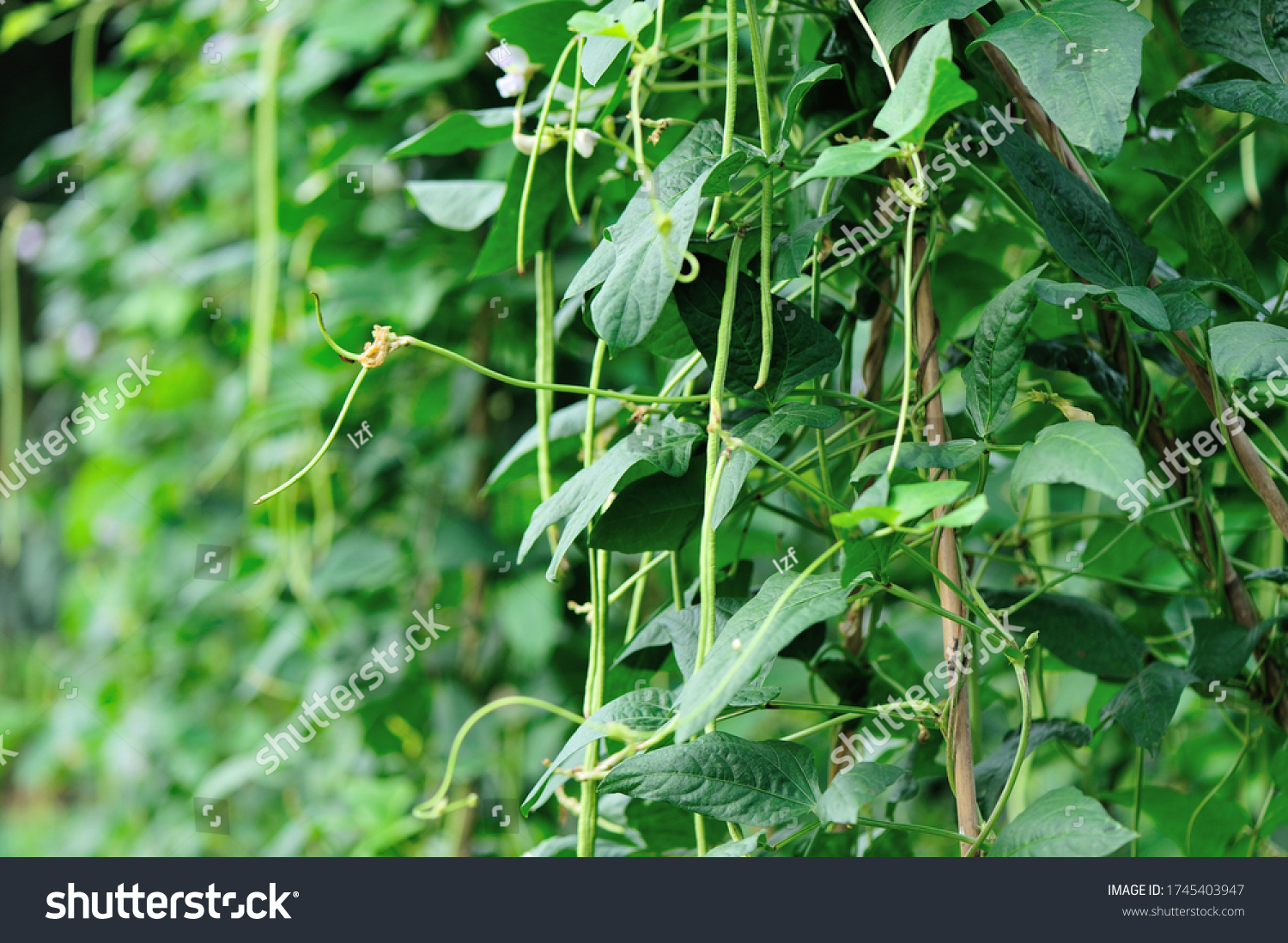 Cowpea Plants Growth Vegetable Garden Stock Photo 1745403947 | Shutterstock