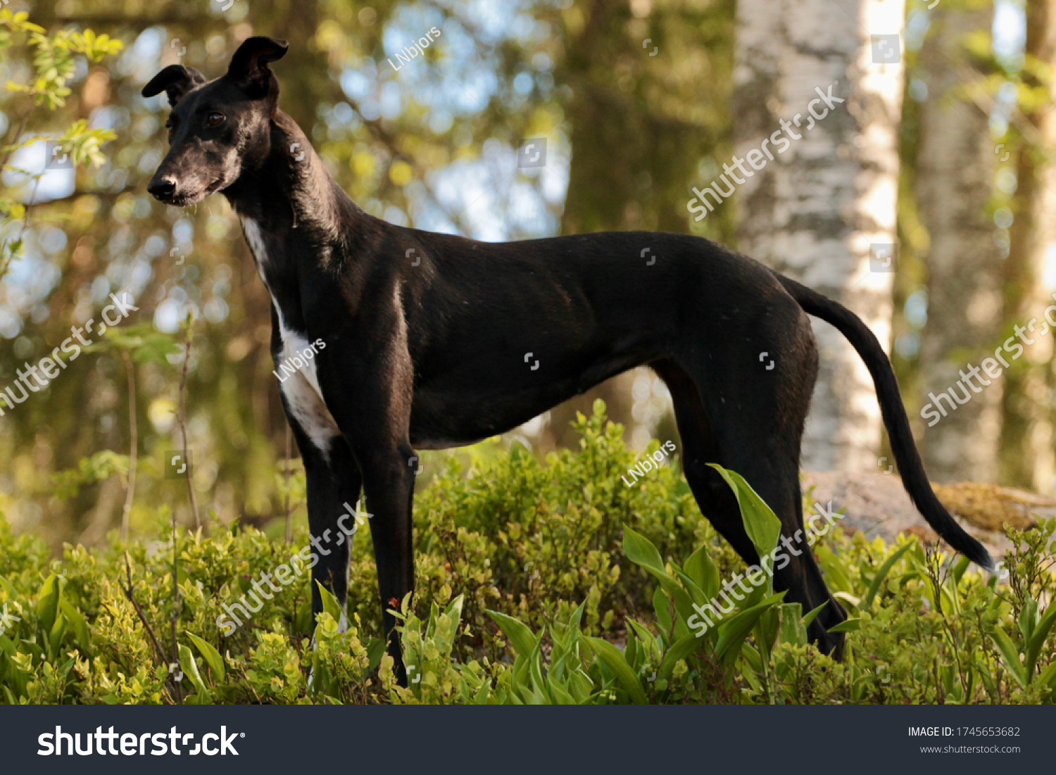 are lurcher puppies lazy