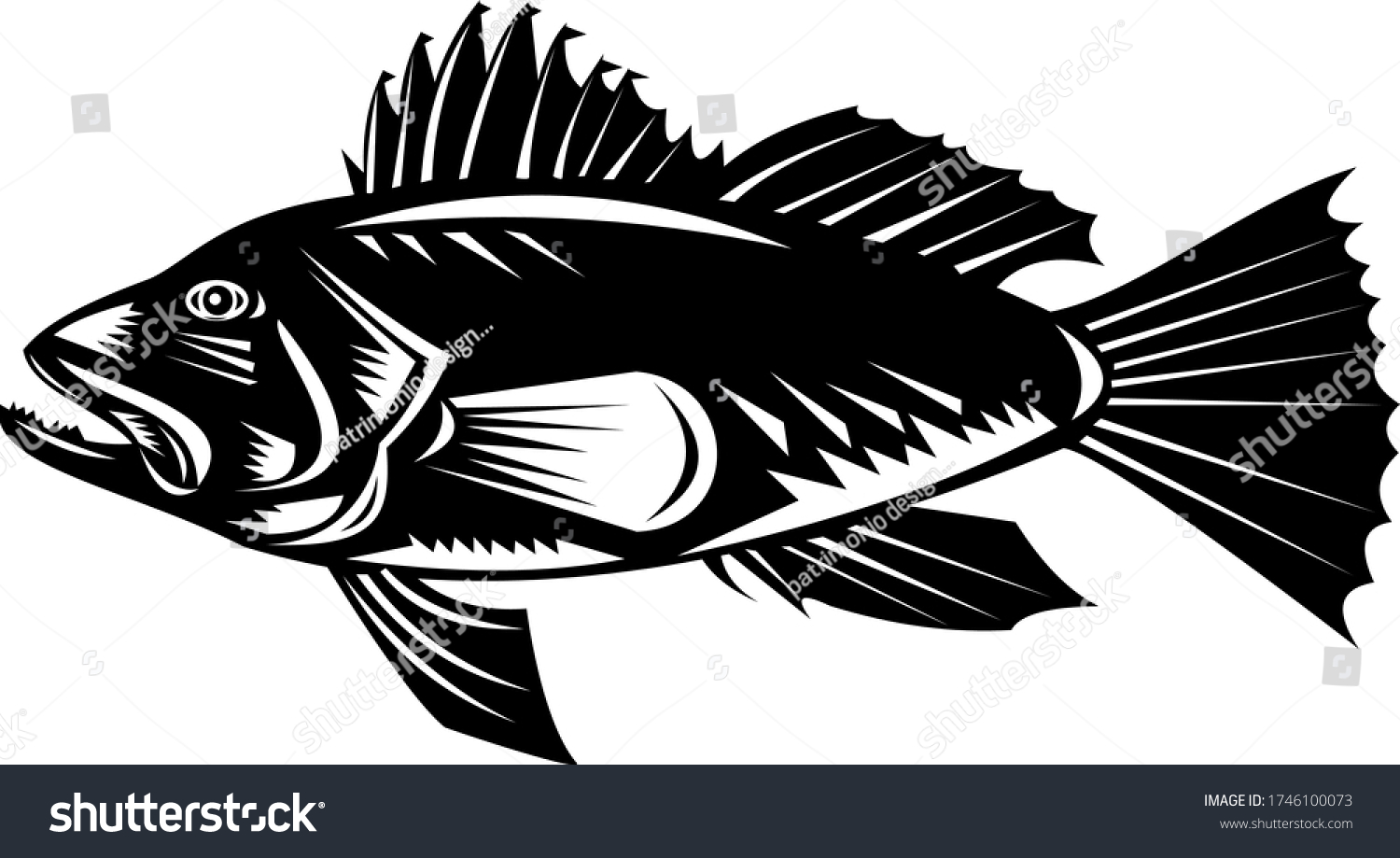 Black Sea Bass Asian Sea Bass Stock Vector (Royalty Free) 1746100073