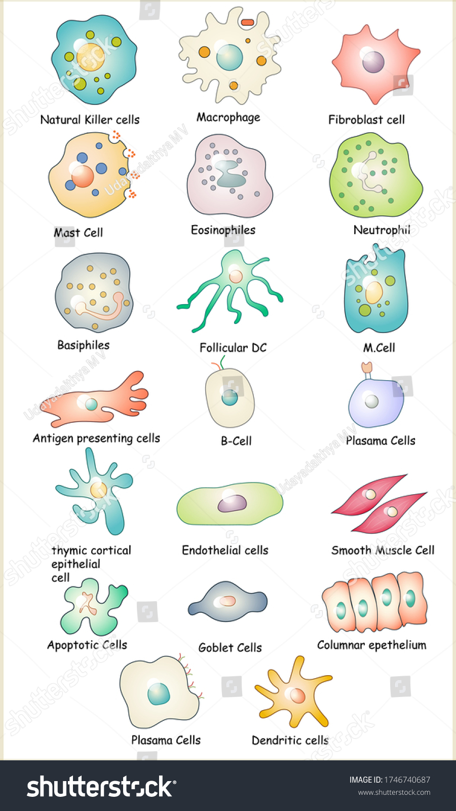 Collection Immune Cells Dendritic Cell Basophile Stock Vector (Royalty ...