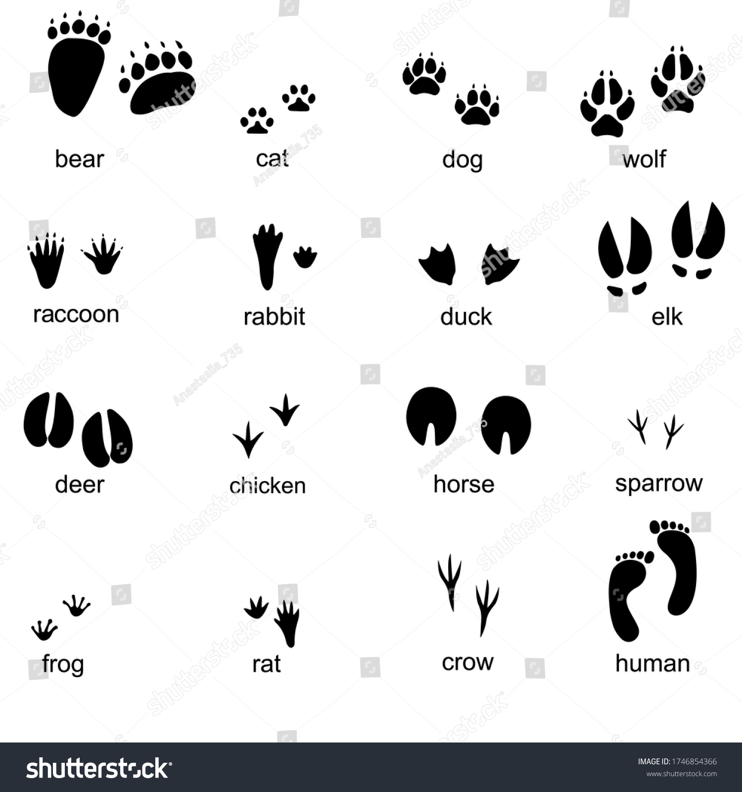 Animals Footprints Isolated On White Background Stock Vector (Royalty ...