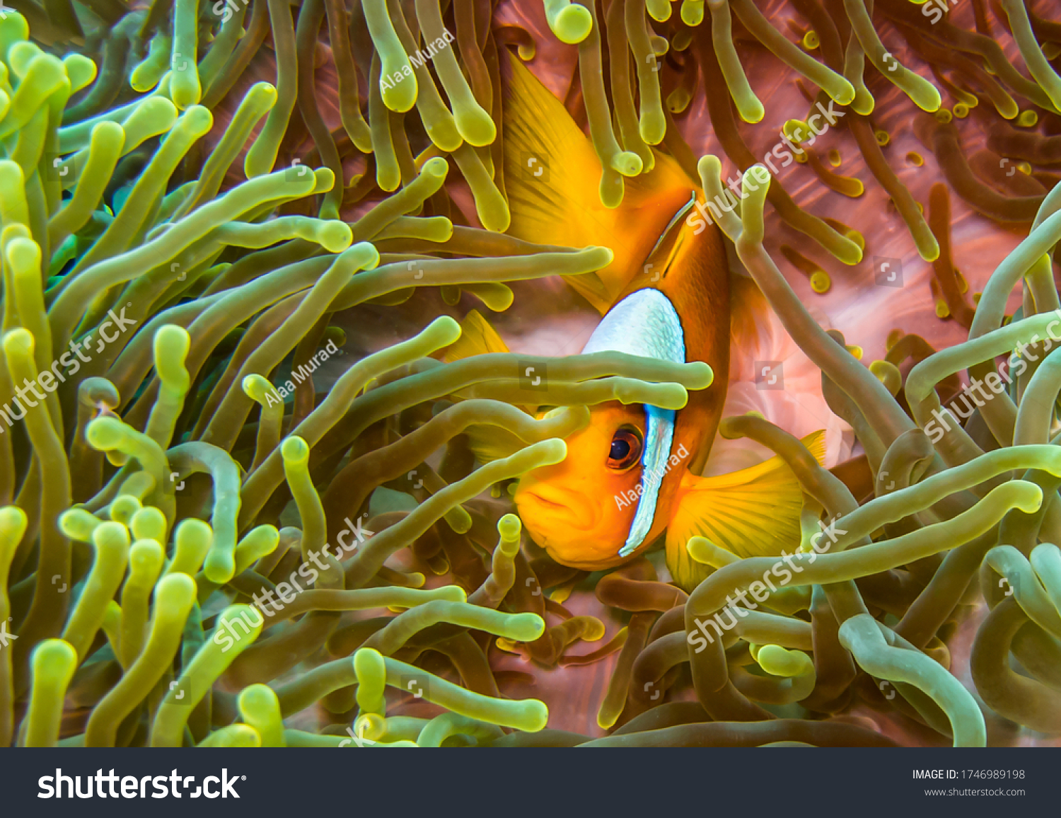 Underwater Red Sea Scuba Diving Jeddah Stock Photo 1746989198 