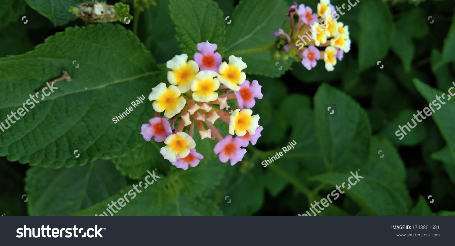 Yellow Pink Flower Garden Flower Background Stock Photo 1748801681 Yellow Pink Flower Garden Flower Background Stock Photo 1748801681