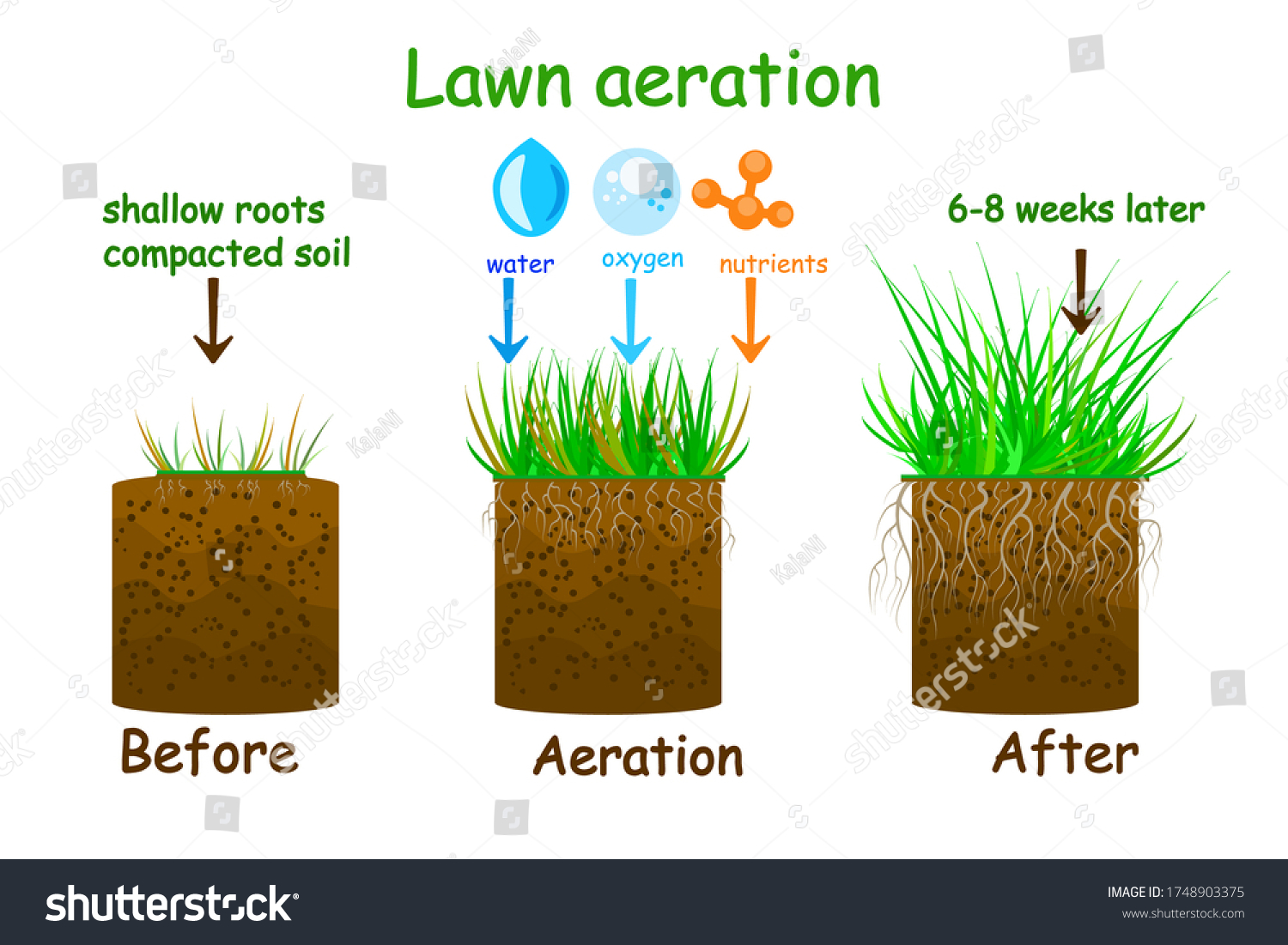 Lawn Aeration Stage Illustration Before After Stock Vector (Royalty ...