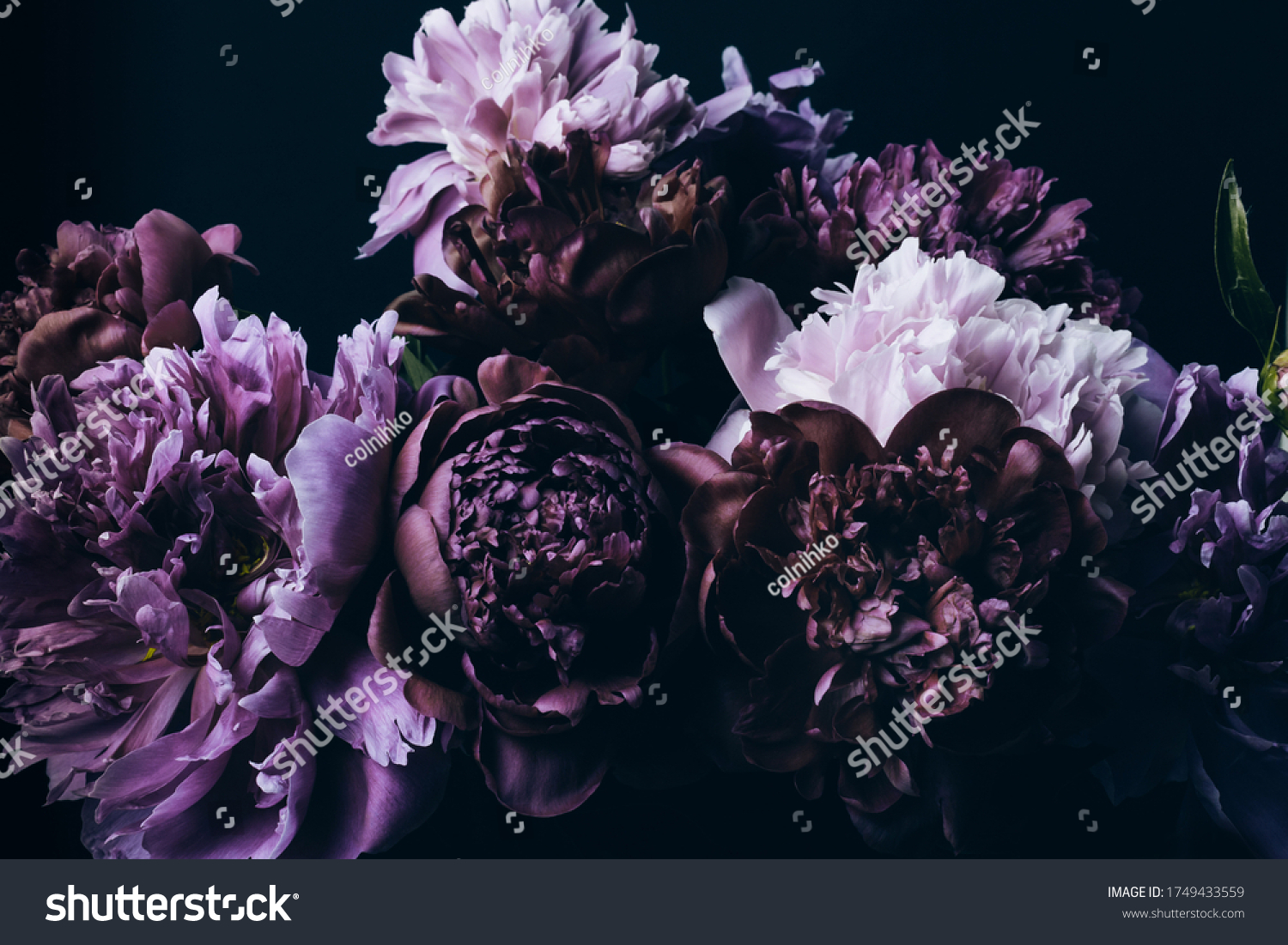 Фиолетовые пионы на черном фоне