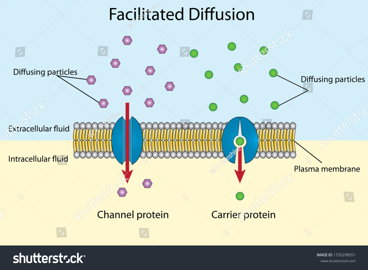 Facilitated Diffusion Diagram