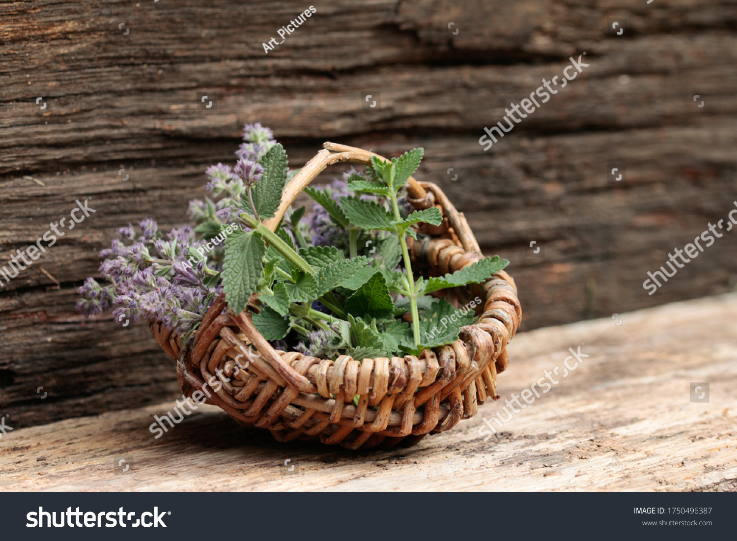 38 Real Catnip Images, Stock Photos & Vectors | Shutterstock