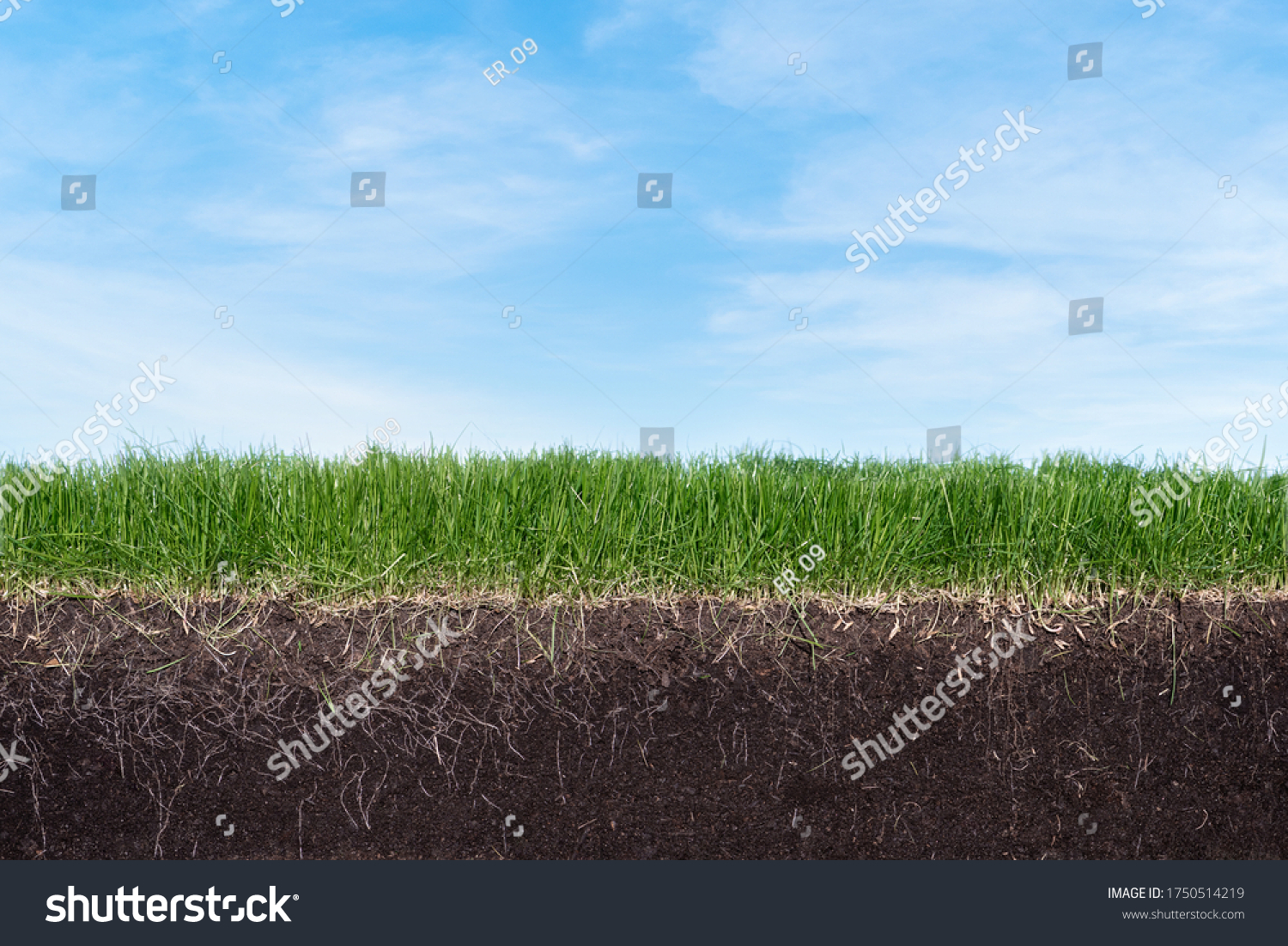 Root field. Почвенно растительный слой. Дернина. Почвенно растительный слой в. Белгороде. Soil under the ground scery.