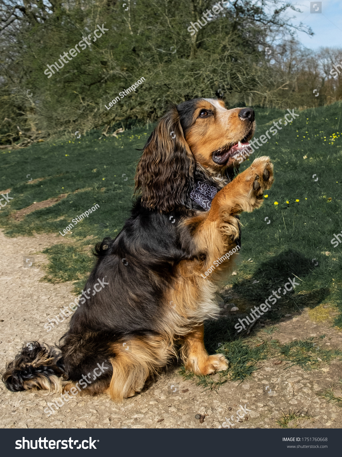 are red cocker spaniels rare