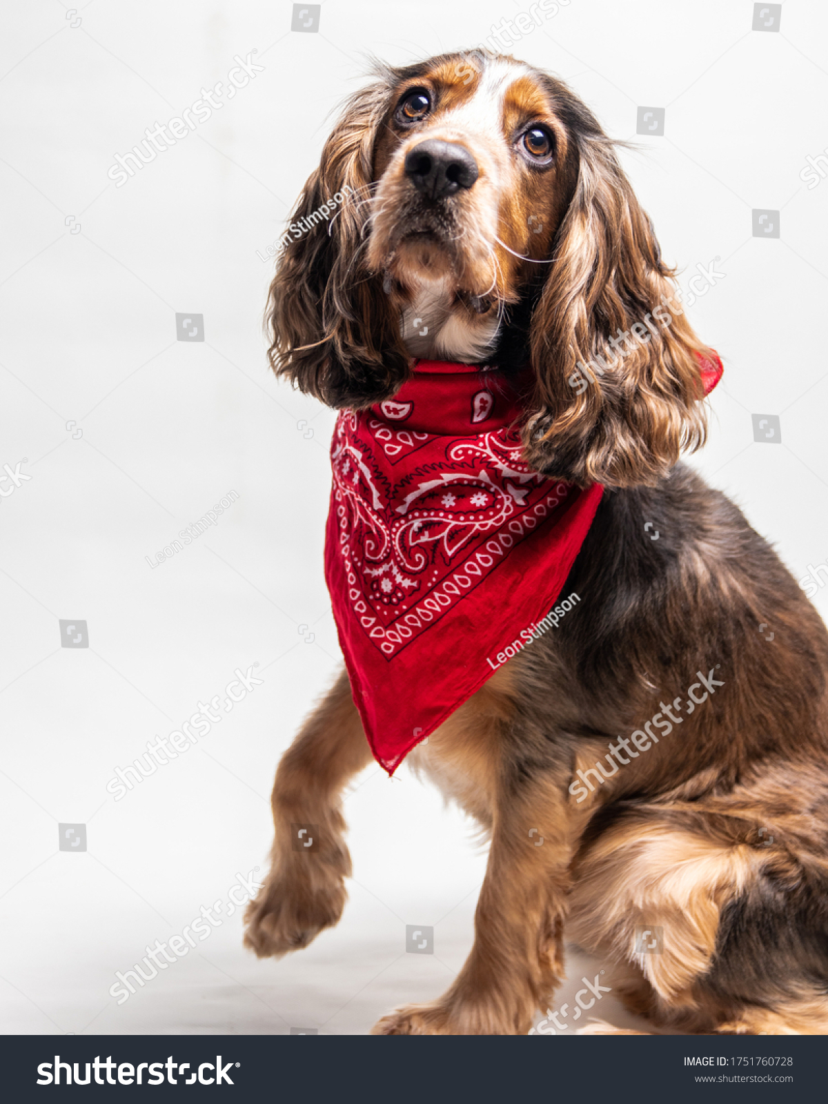 are red cocker spaniels rare