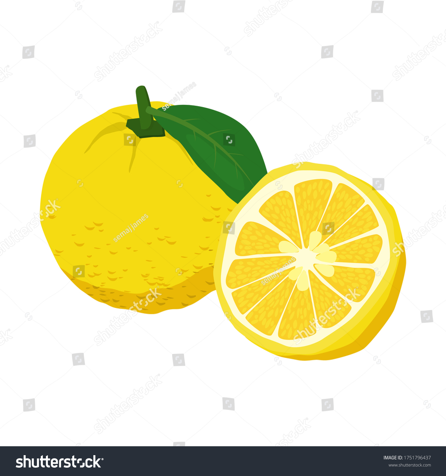 Yuzu Fruit On White Background Vector Stock Vector (Royalty Free ...