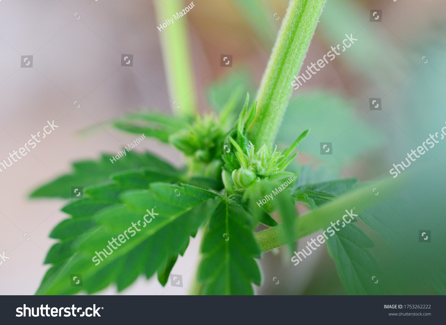Rare Plant Educational Photography Hermaphrodite Cannabis: стоковые изображ...