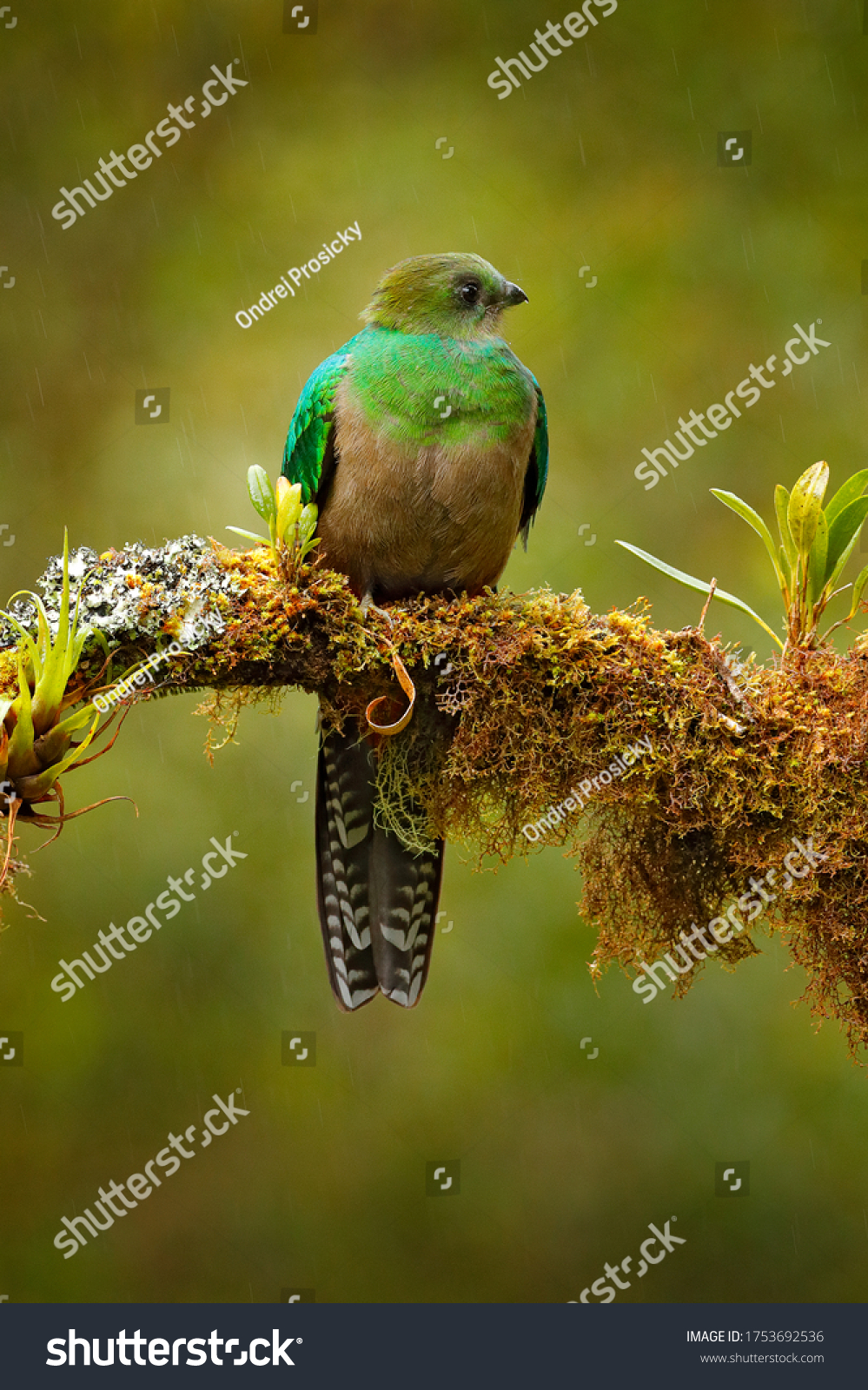 female quetzal bird