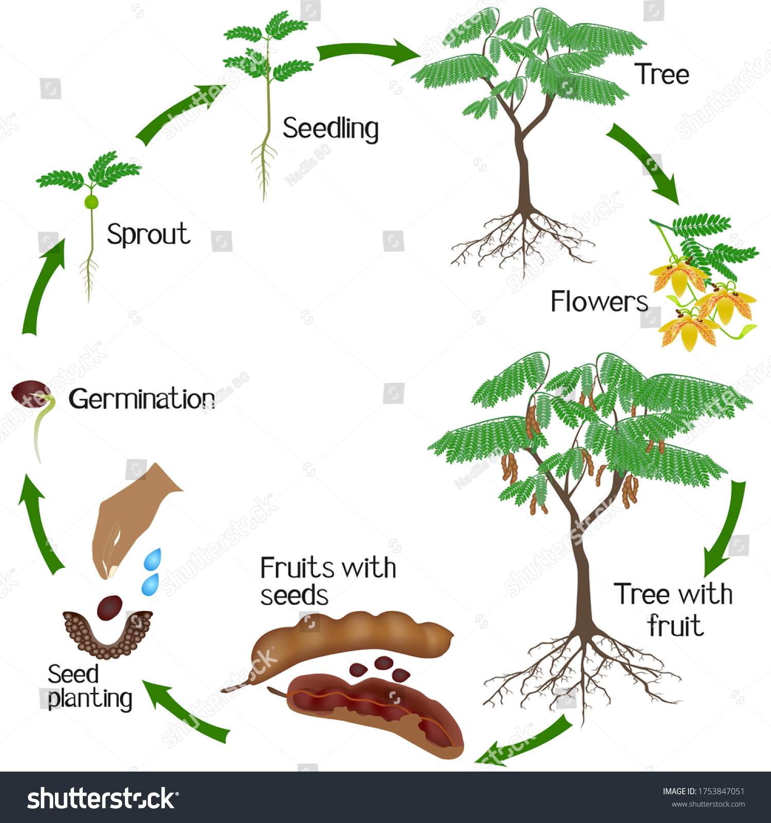 Growth Cycle Tamarind Plant On White Stock Vector (Royalty Free ...