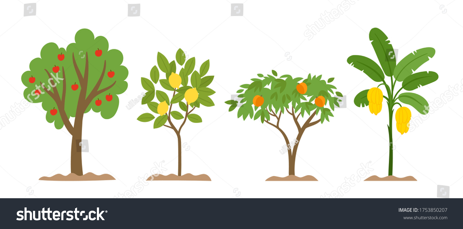 Organic Production Cartoon Vector Illustration Fruit Stock Vector ...