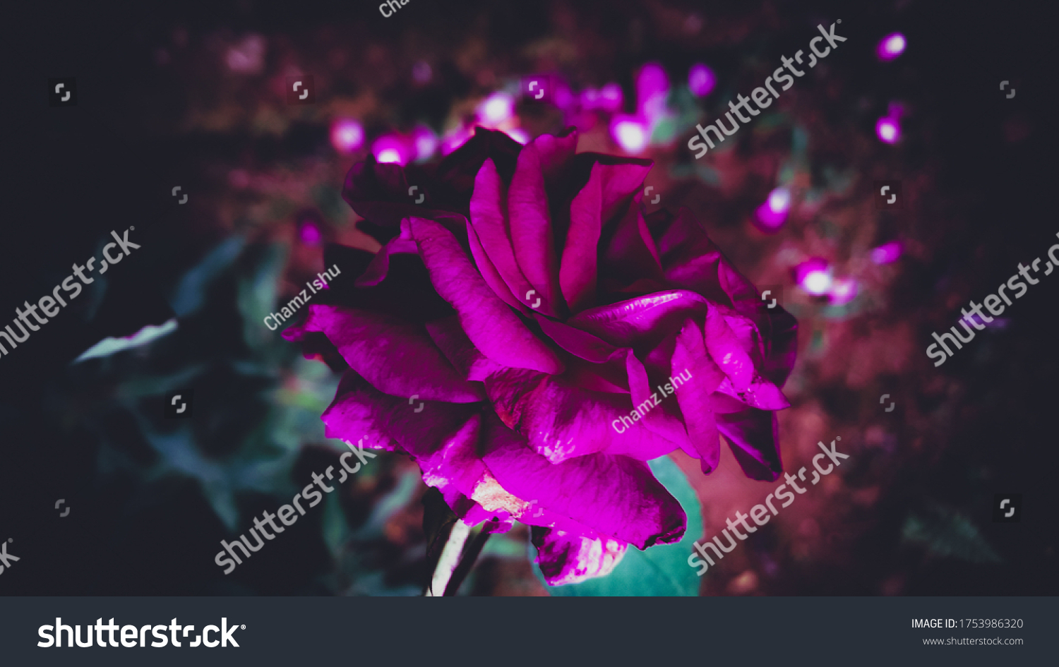Beautiful Natural Dark Pink Rose Dark Stock Photo 1753986320 Shutterstock