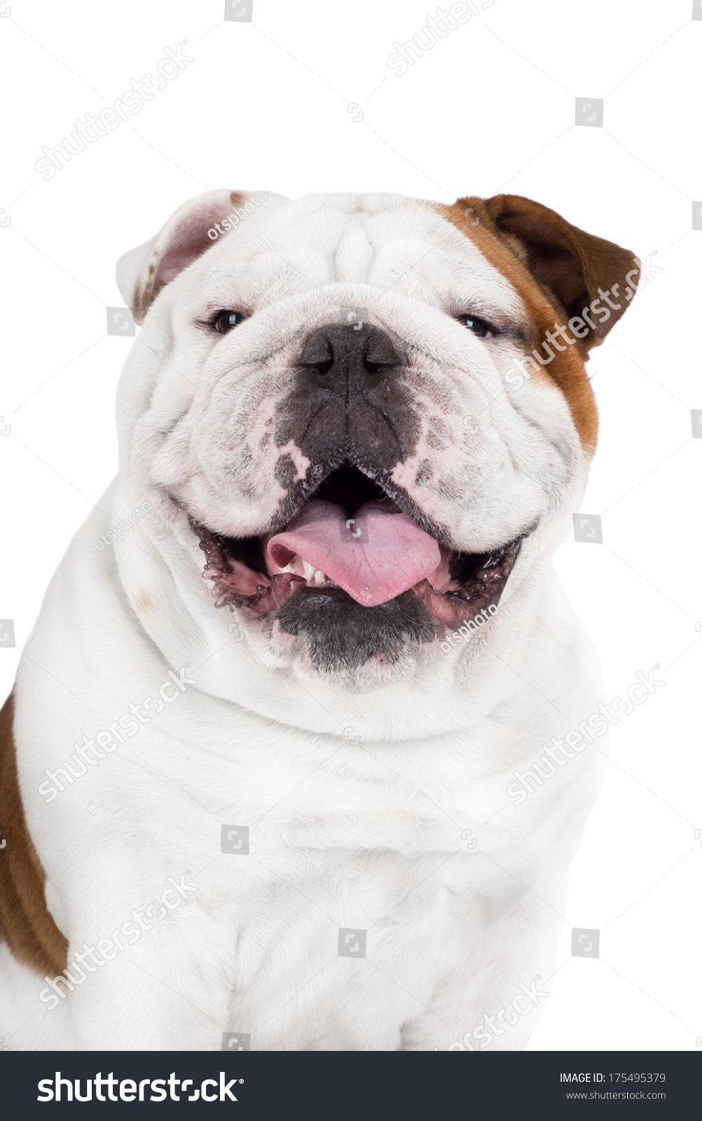 english bulldog smile