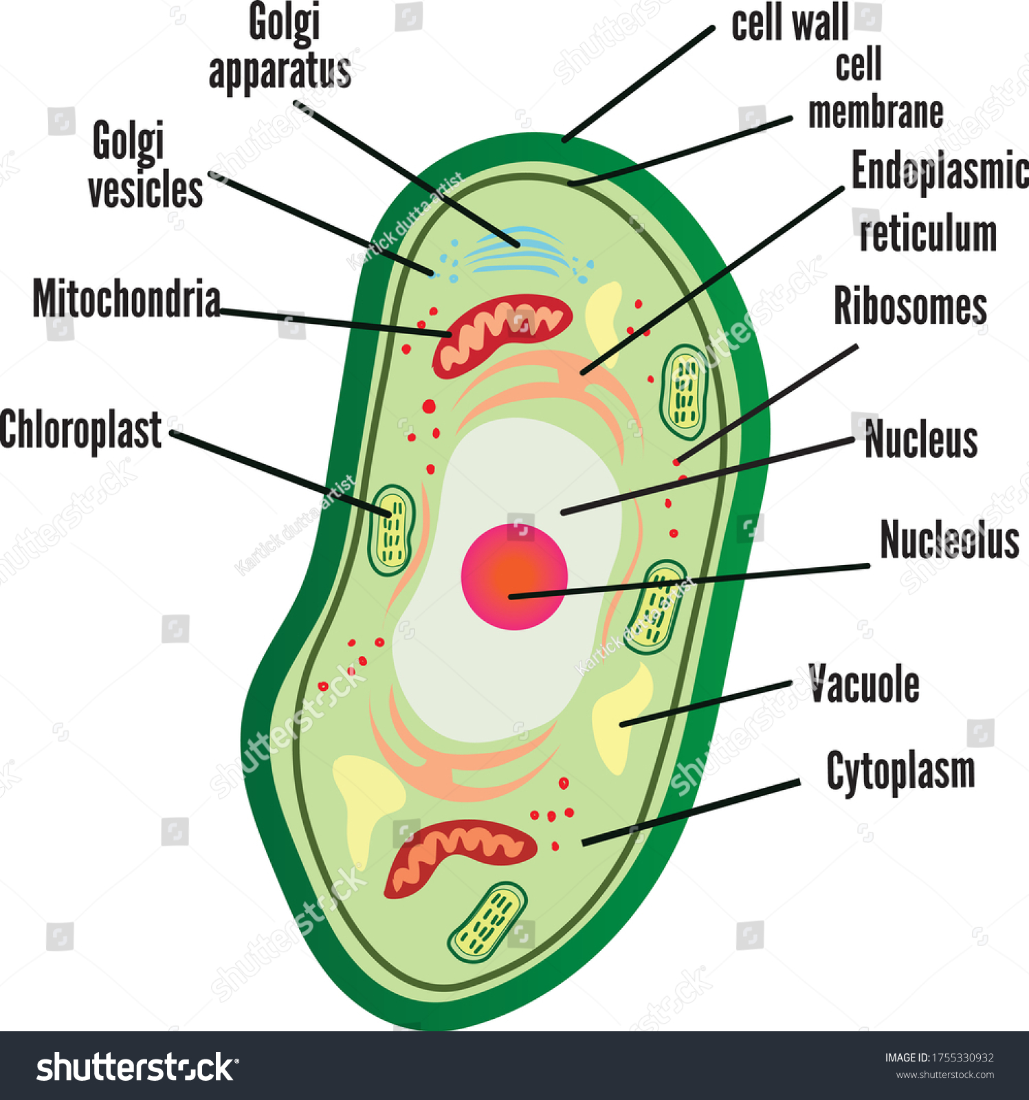 Diagram Showing Anatomy Plant Cell Illustration Stock Vector (Royalty ...