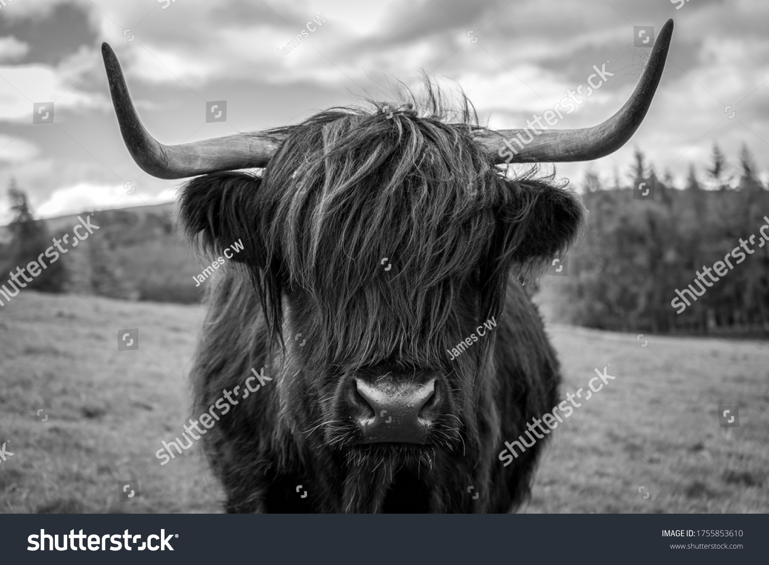 4,520 Shaggy Cow Images, Stock Photos & Vectors | Shutterstock