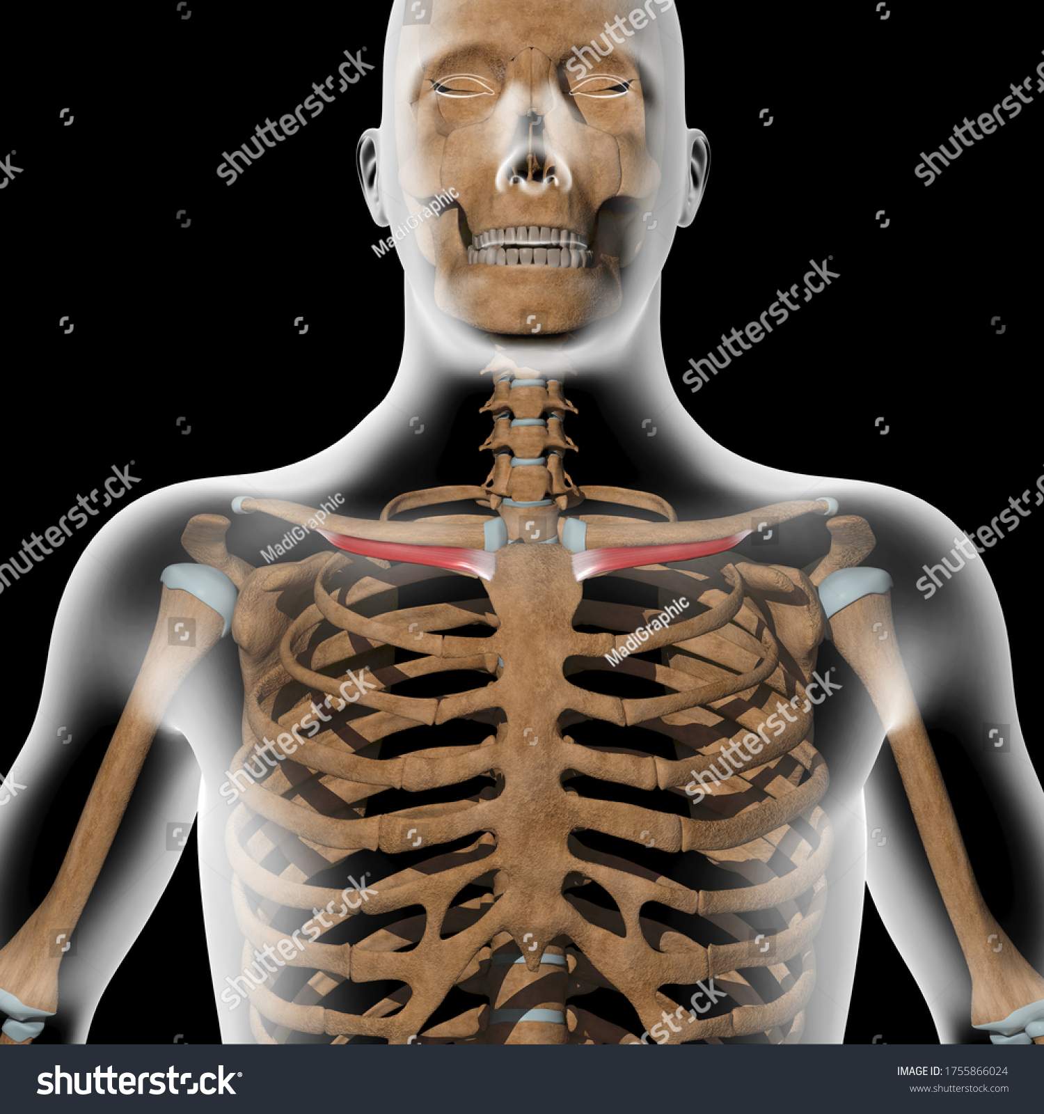 This 3d Illustration Shows Subclavius Muscles Stock Illustration 1755866024 Shutterstock 2558