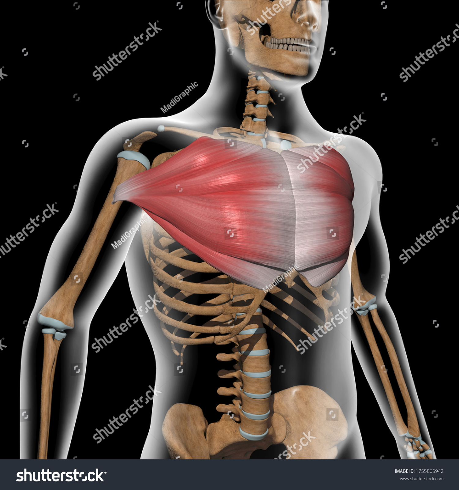 214 Pectoralis Shoulder Images, Stock Photos & Vectors 