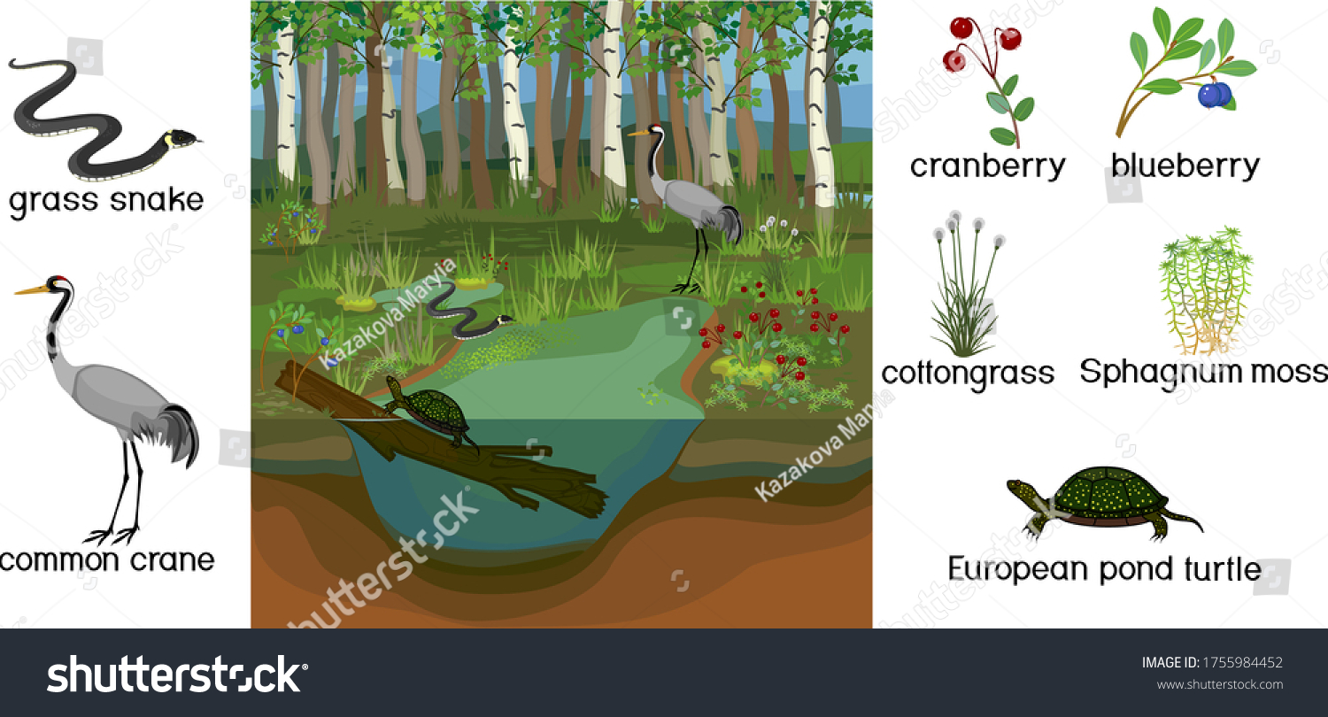 Ecosystem Swamp Different Swamp Inhabitants Title Stock Vector (Royalty ...