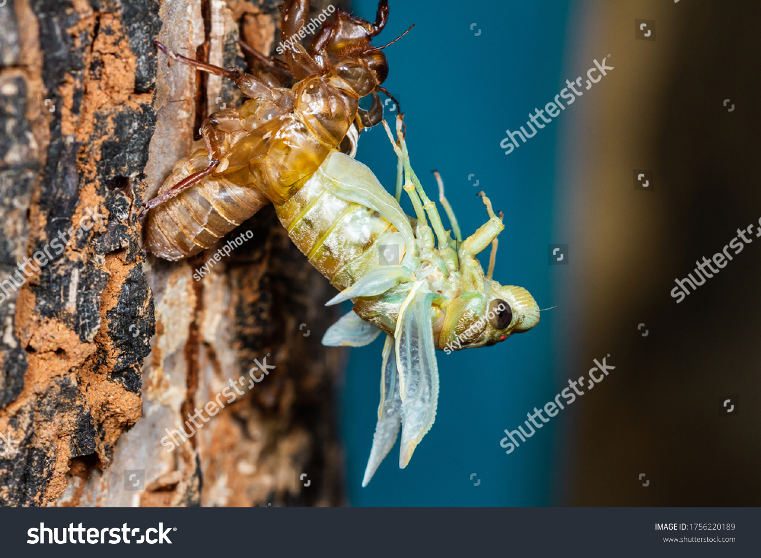 Beautiful Scene Macro Insect Molting Cicada Stock Photo 1756220189 ...