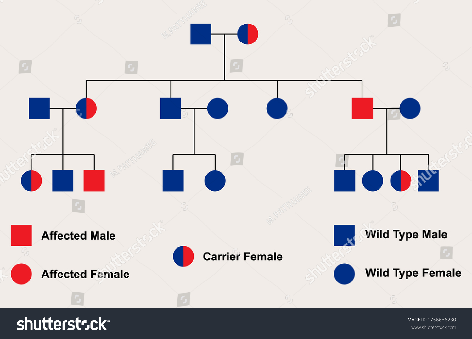 autosomal recessive inheritance pedigree