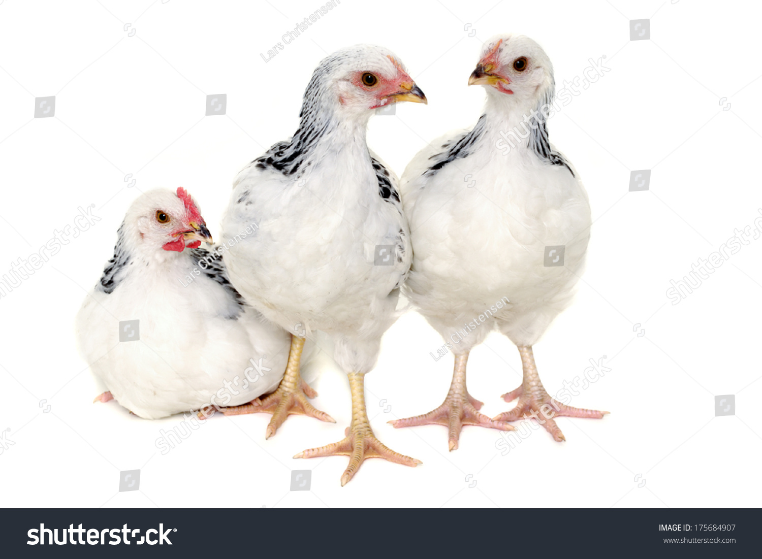 12,385 Chicken Group 3 Stock Photos, Images & Photography | Shutterstock