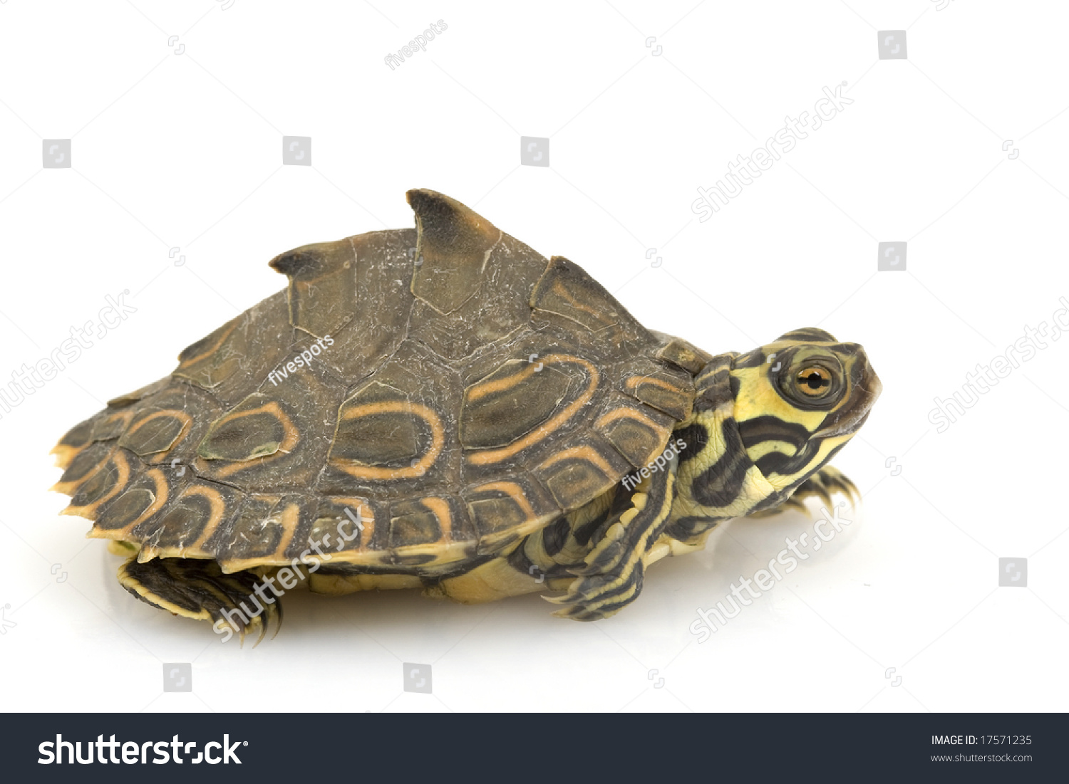 Map Turtle Graptemys Barbouri On White Stock Photo 17571235 | Shutterstock