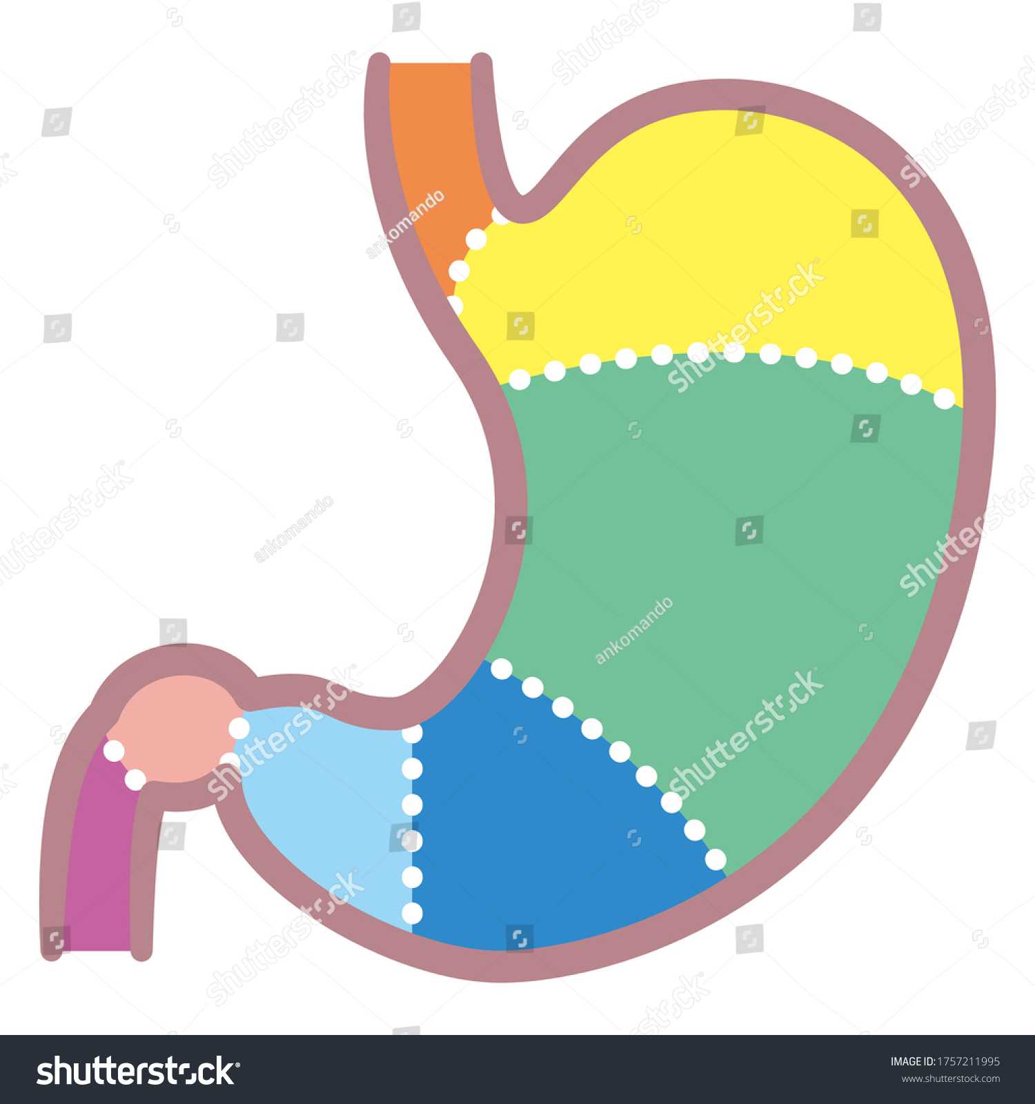 Sections Stomach Duodenum Esophagus Sphincter Body Stock Vector ...