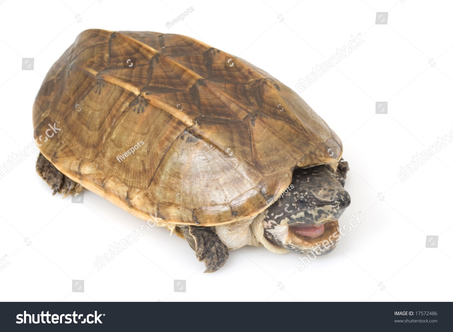 Mexican Giant Musk Turtle Staurotypus Triporcatus Stock Photo 17572486