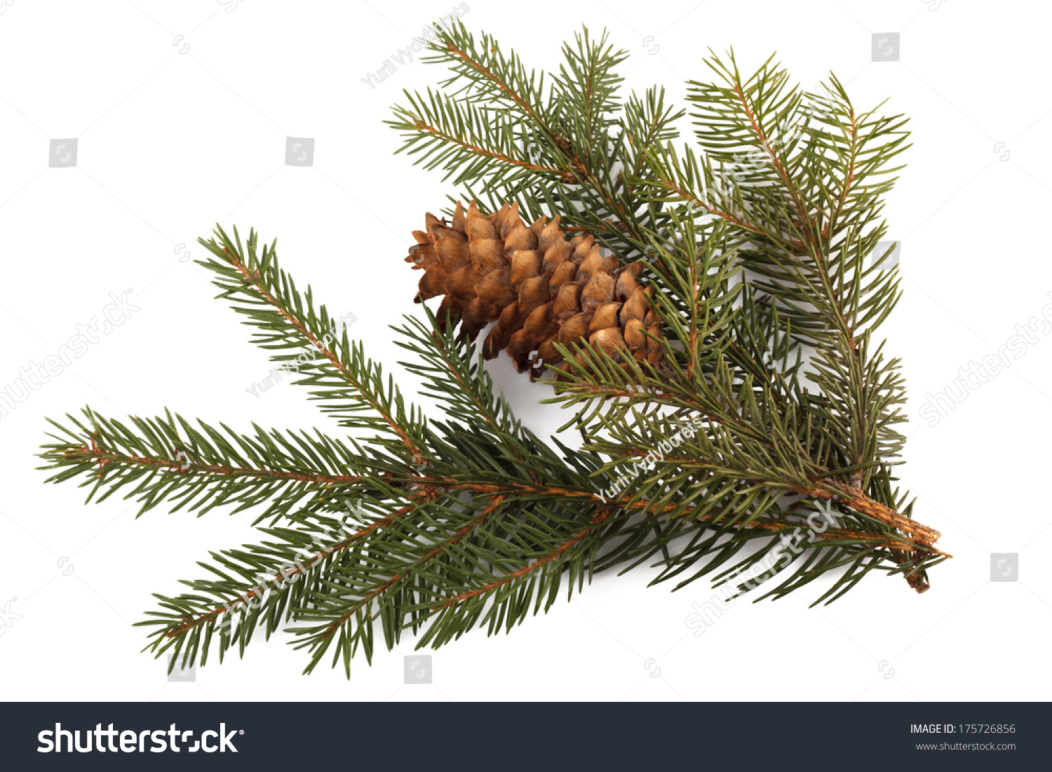 Fir Branches Cone Isolated On White Stock Photo 175726856 | Shutterstock