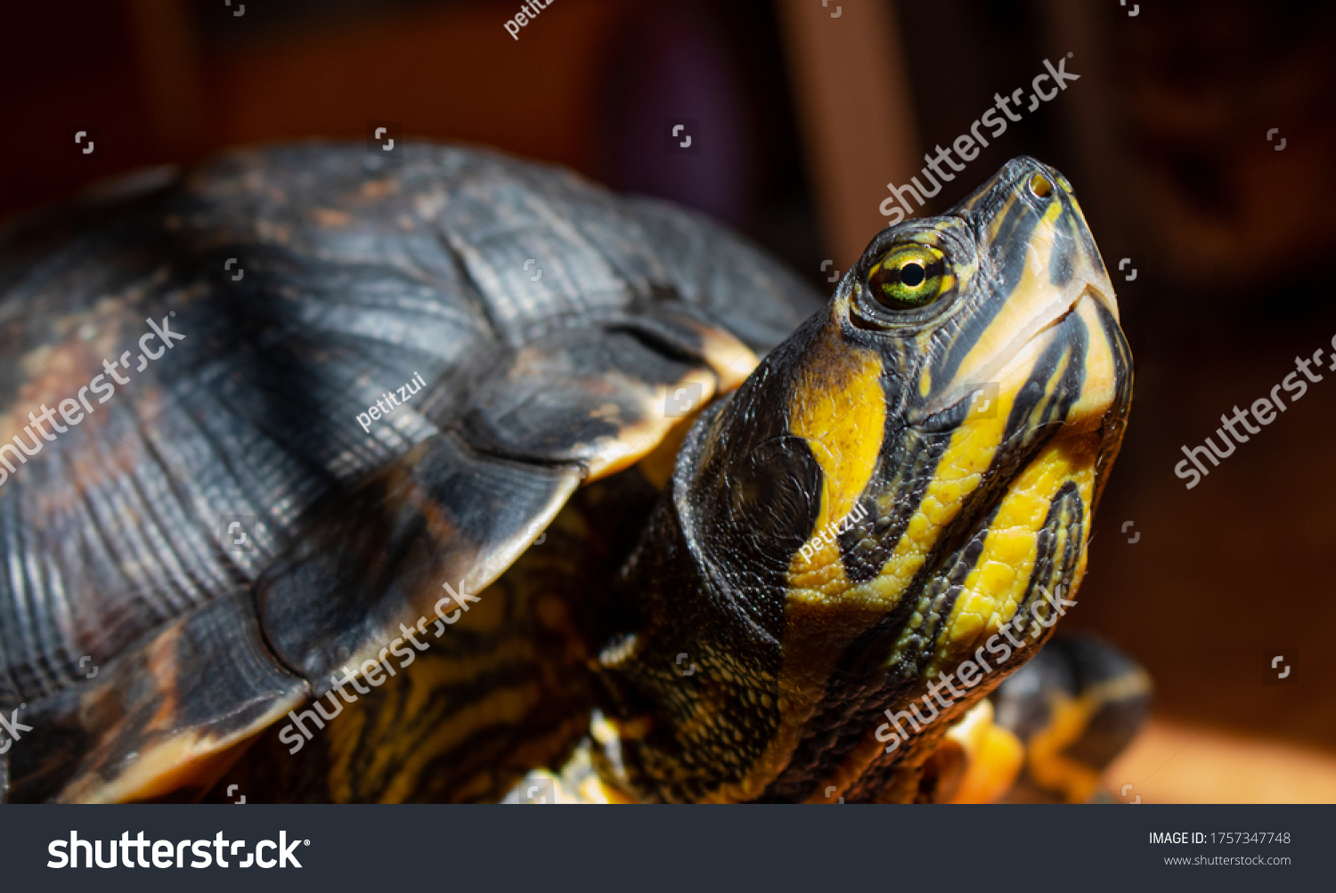 clown yellow bellied slider