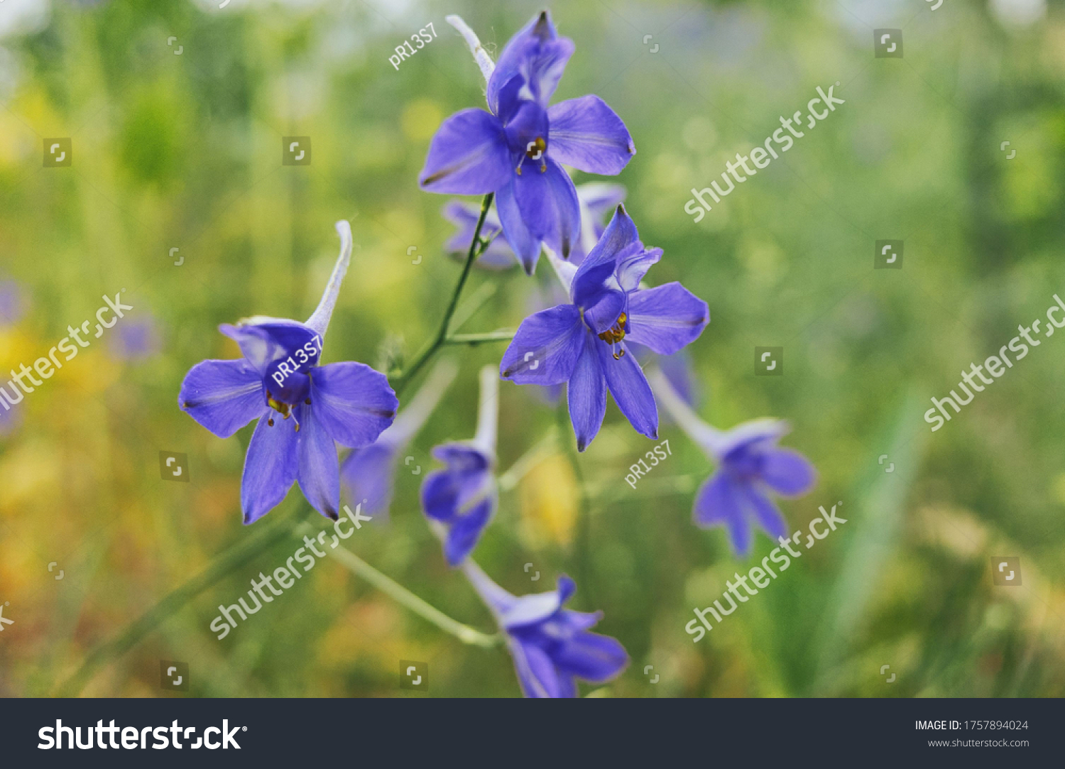 Delphinium Grandiflorum Blue Butterfly Flowers On Stock Photo ...