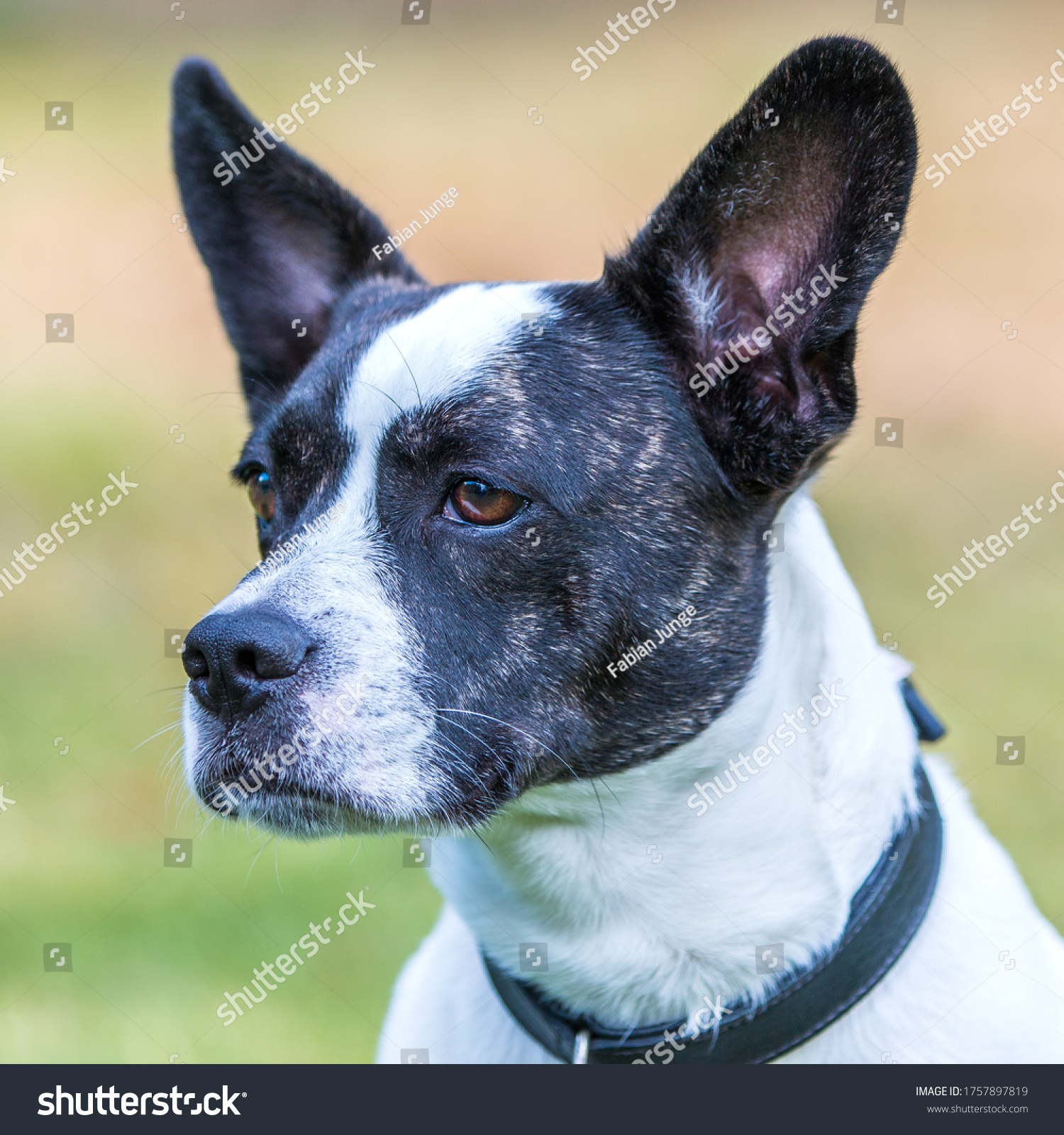 french american bulldog mix