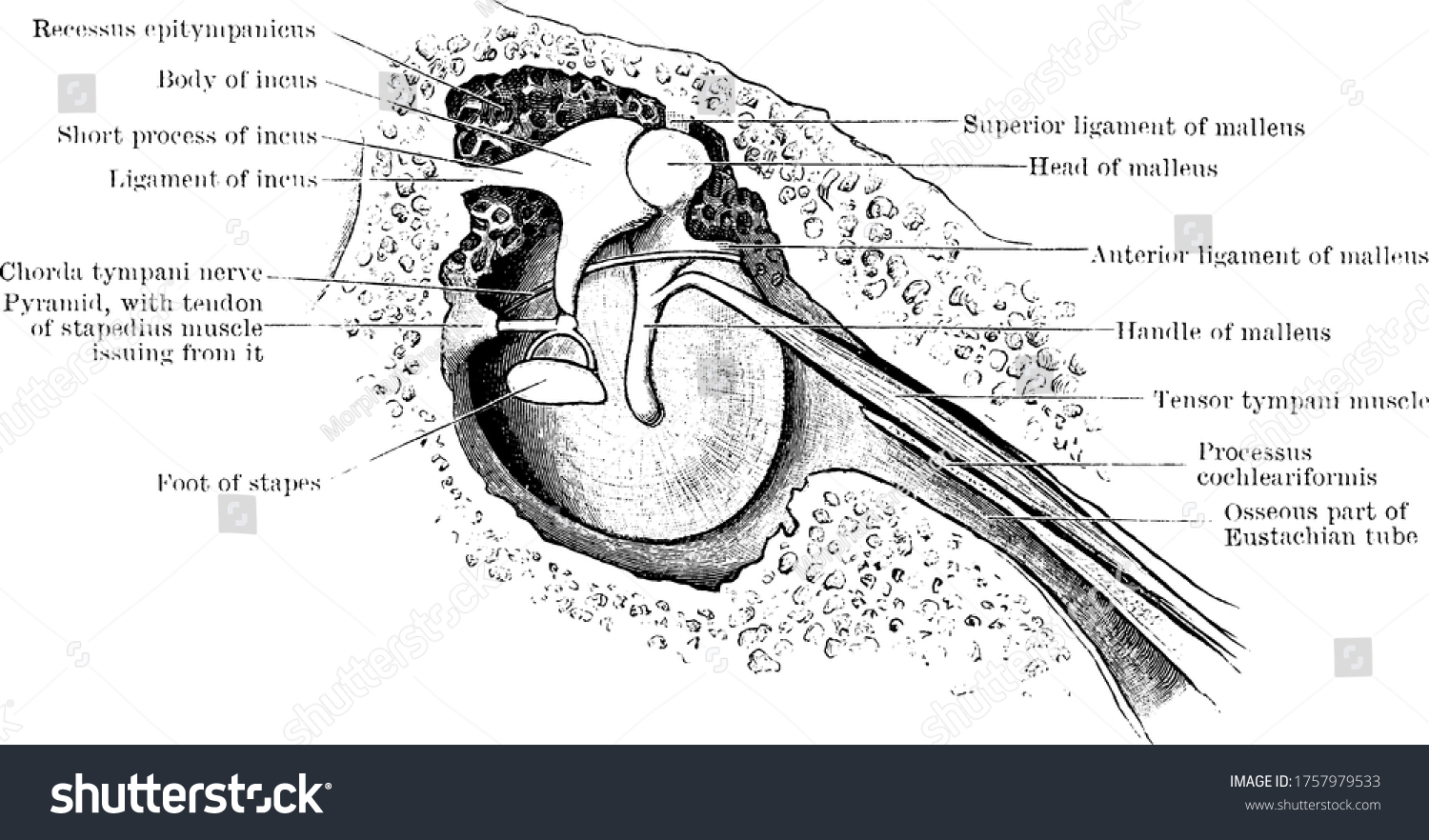 Typical Representation Left Membrane Tympani Chain Stock Vector ...