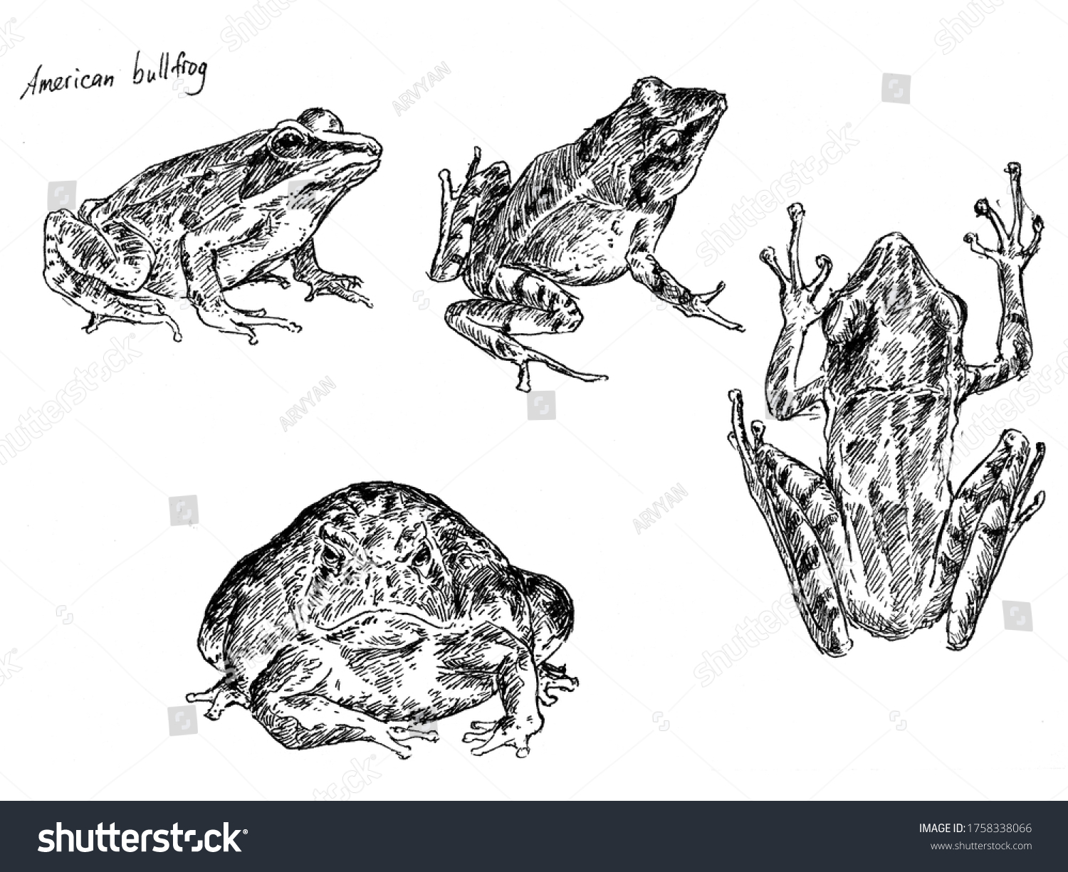 American Bullfrog Handdrawn Illustration Black White Stock Illustration ...