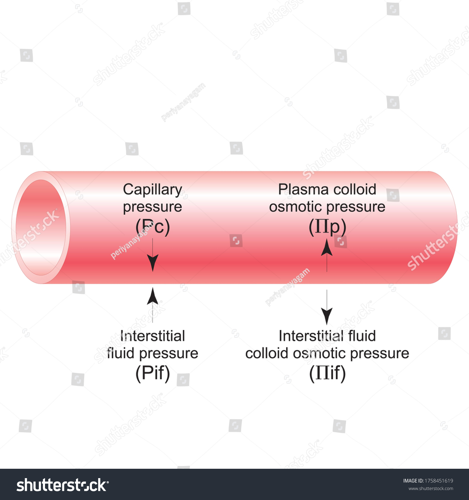 Luid Pressure Colloid Osmotic Pressure Forces Stock Illustration ...