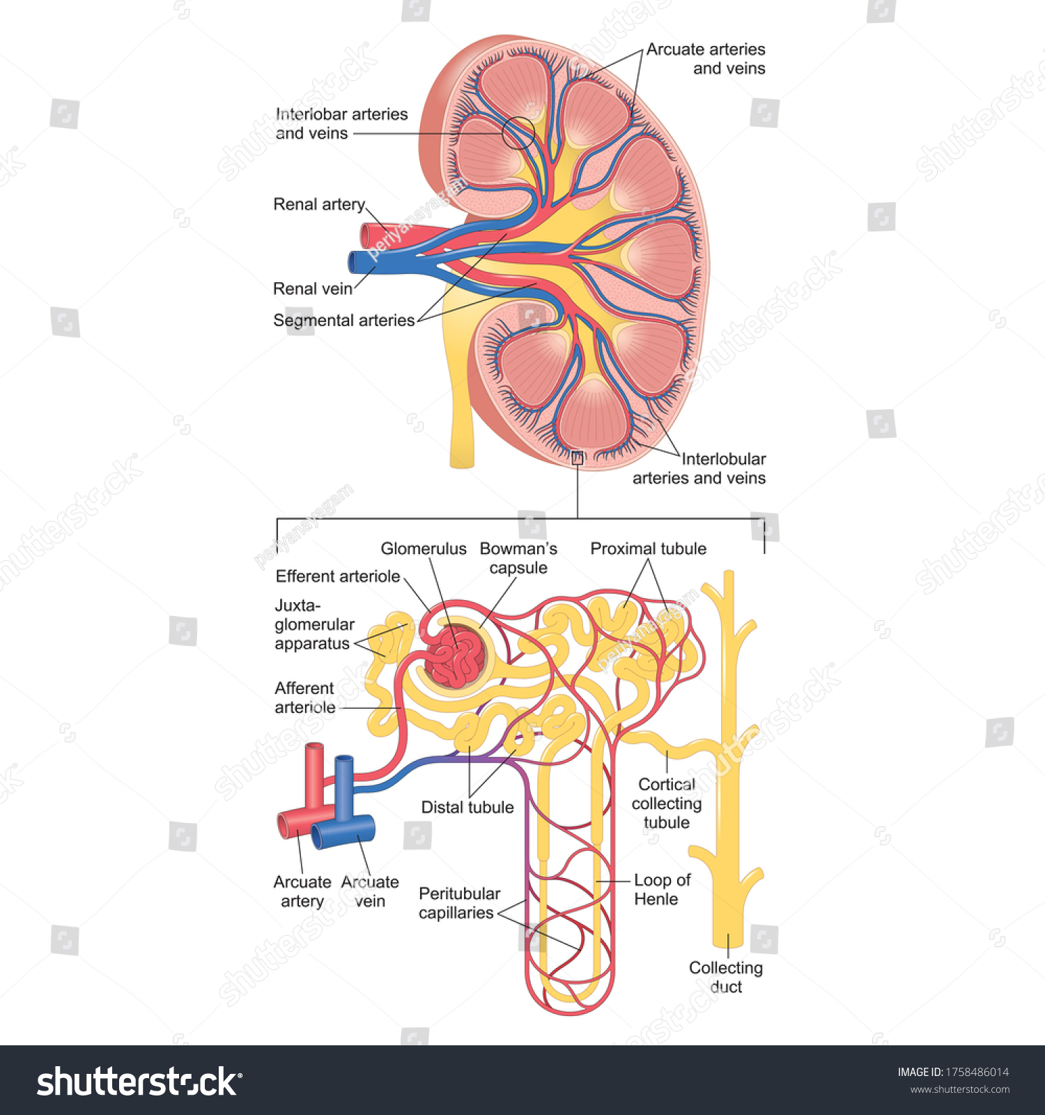 Section Human Kidney Showing Major Vessels Stock Illustration ...