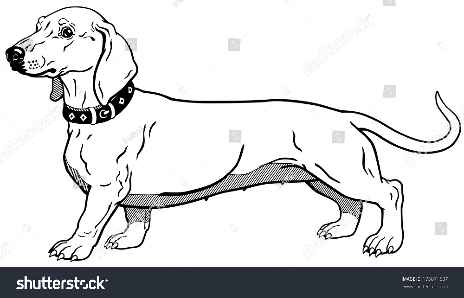 Черно белые рисунки такса щенки