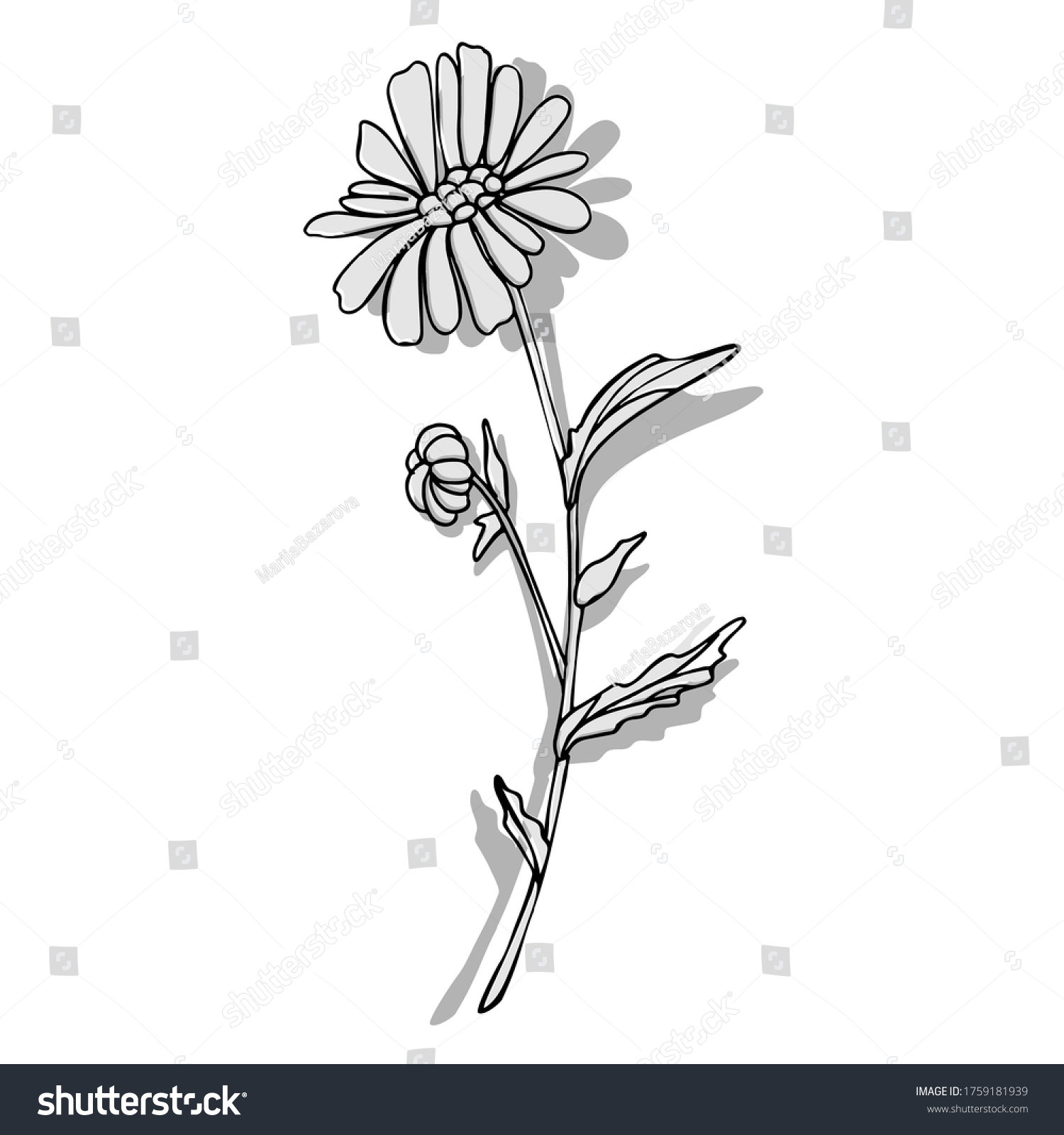 African Daisy Vector Floral Clipart Stock Vector (Royalty Free ...