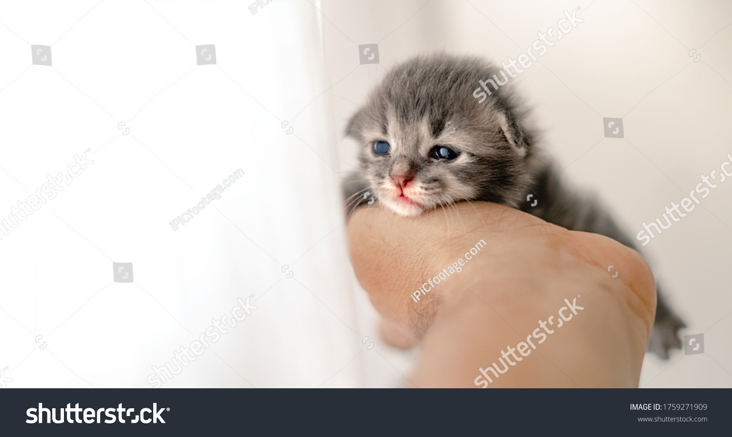 Mild Softness Kitty Baby Cat Hand Stock Photo 1759271909 