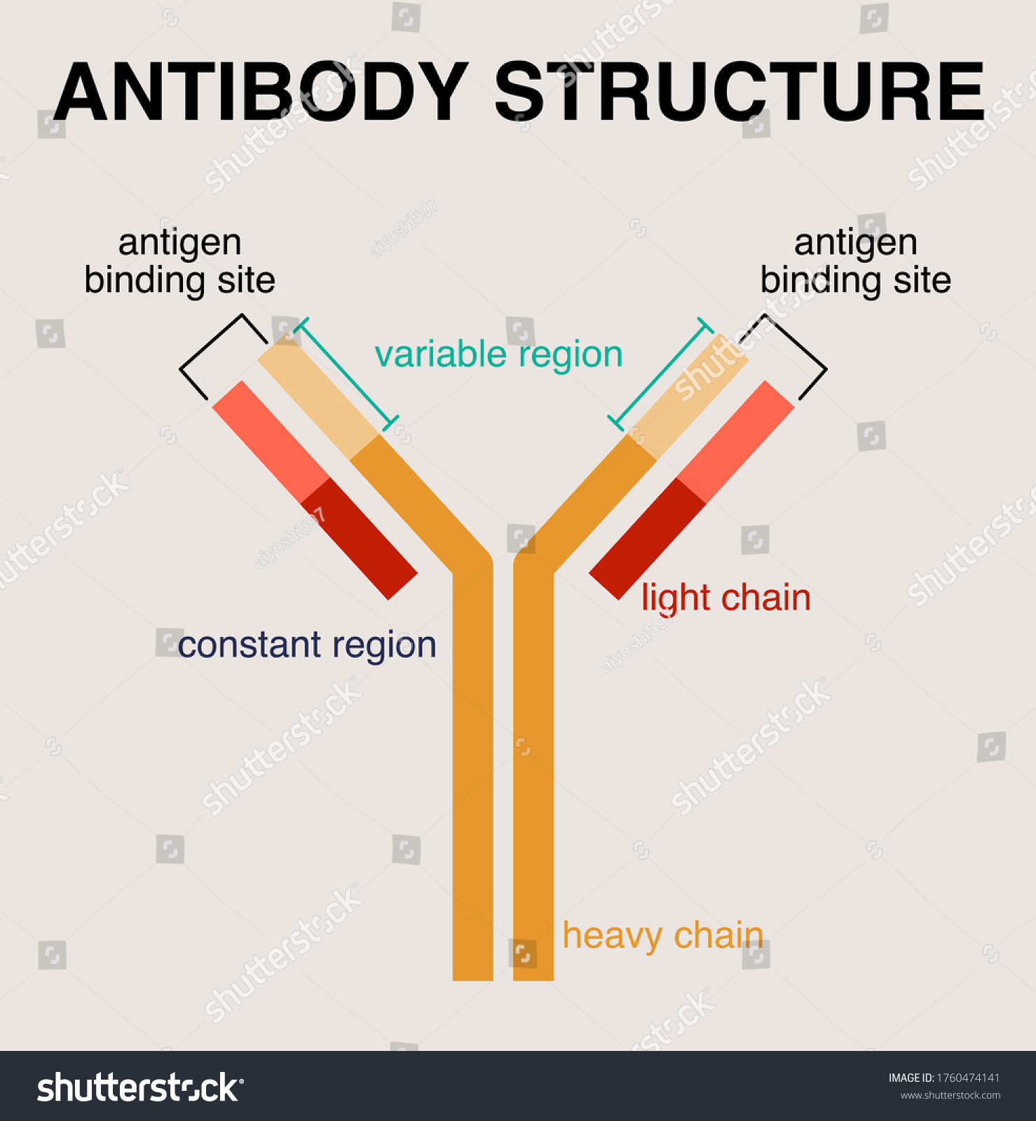 Illustration Antibody Structure Diagram Stock Vector (Royalty Free