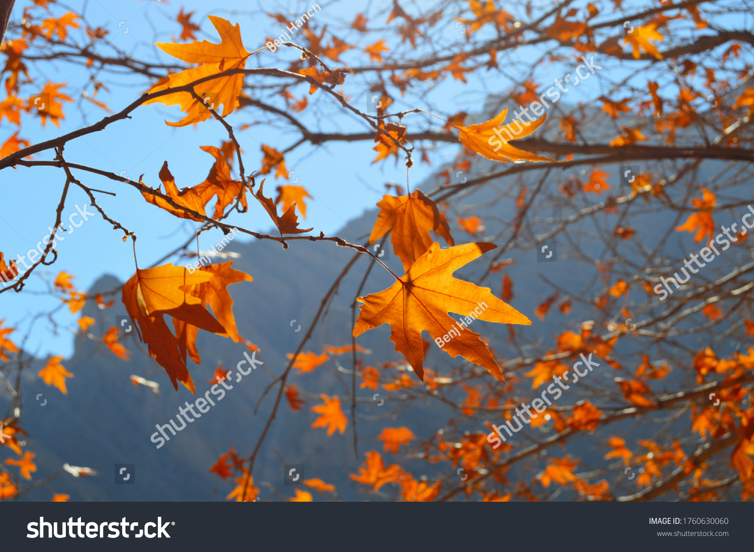 98 Ghalat shiraz iran Images, Stock Photos & Vectors | Shutterstock